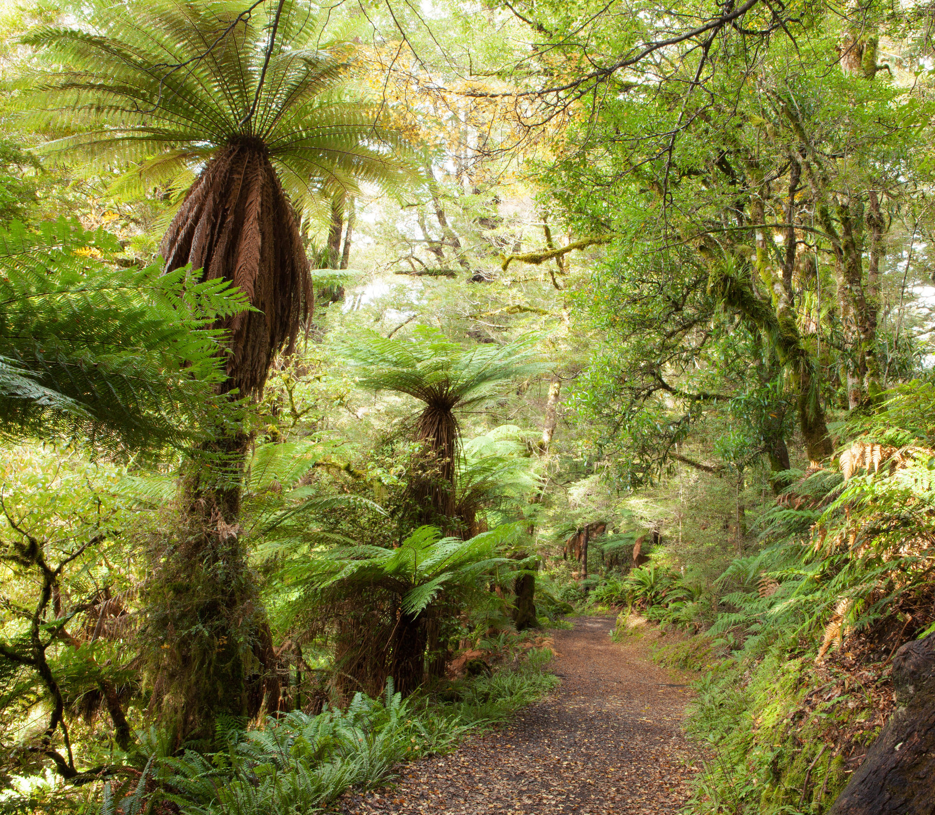 Te Urewera forest. Photo / 123rf