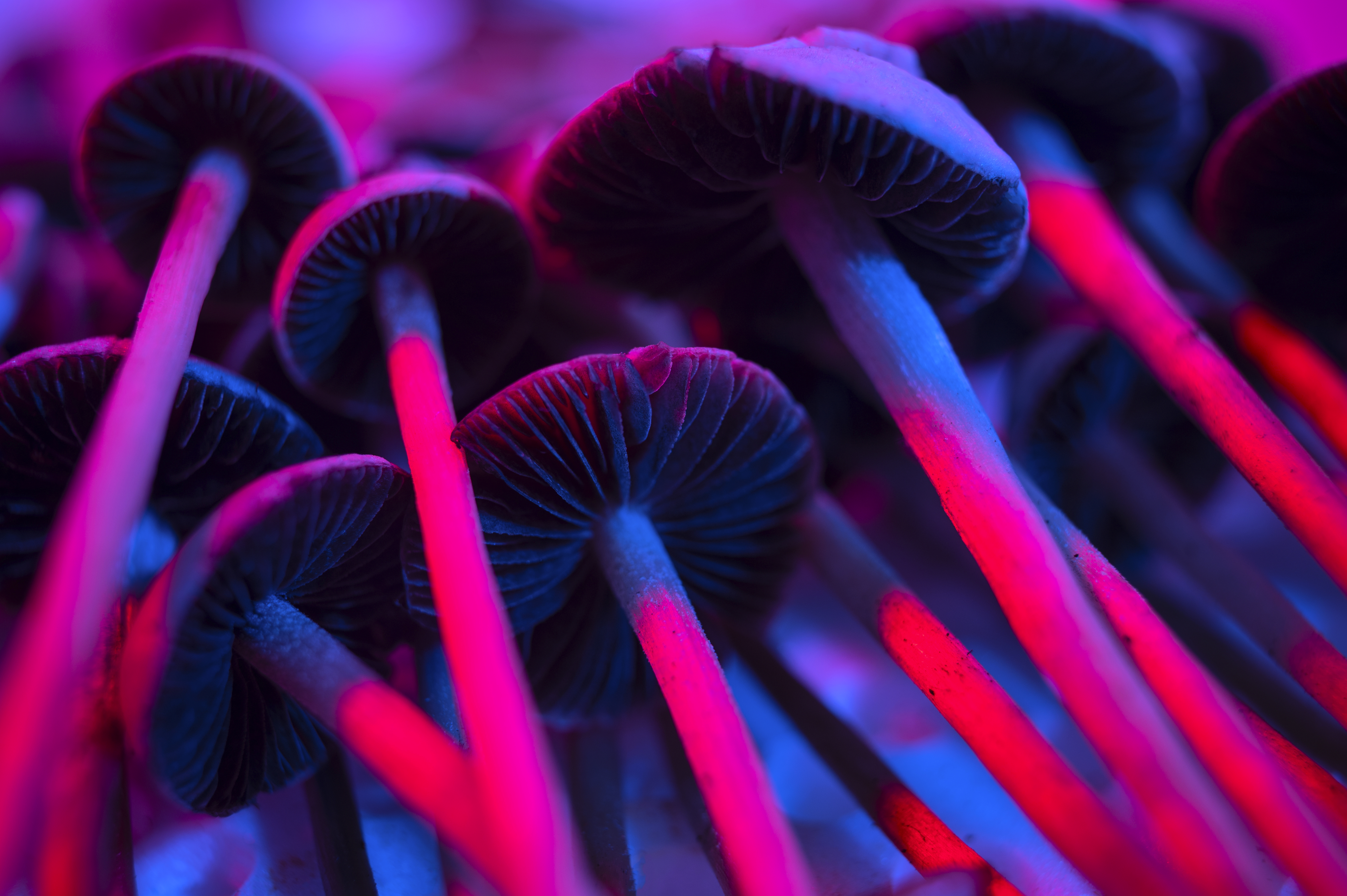 Could Psilocybin Mushrooms Treat Eating Disorders?