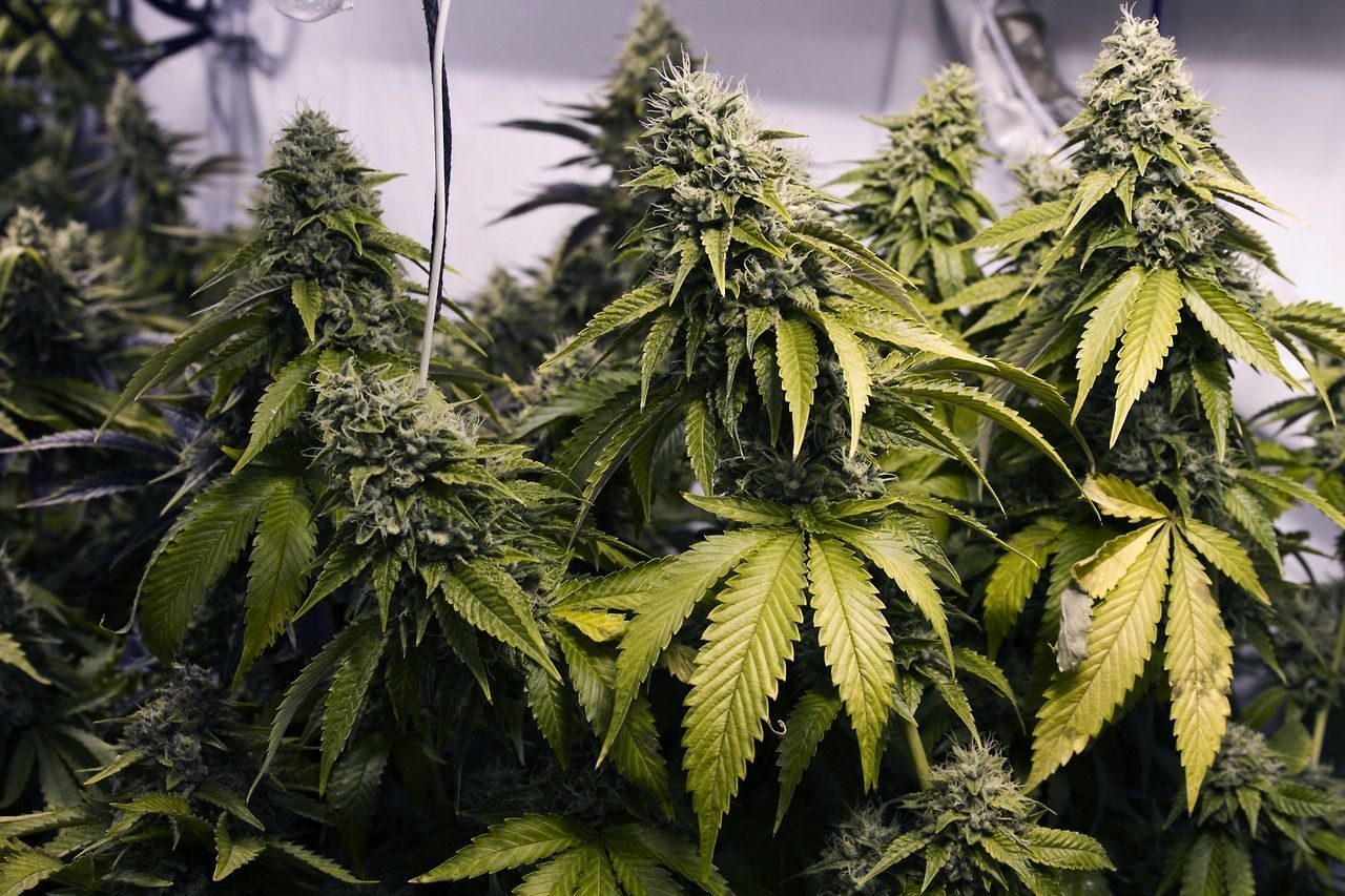 The legalised Medicinal Cannabis Scheme came into effect on April 1, 2020. 