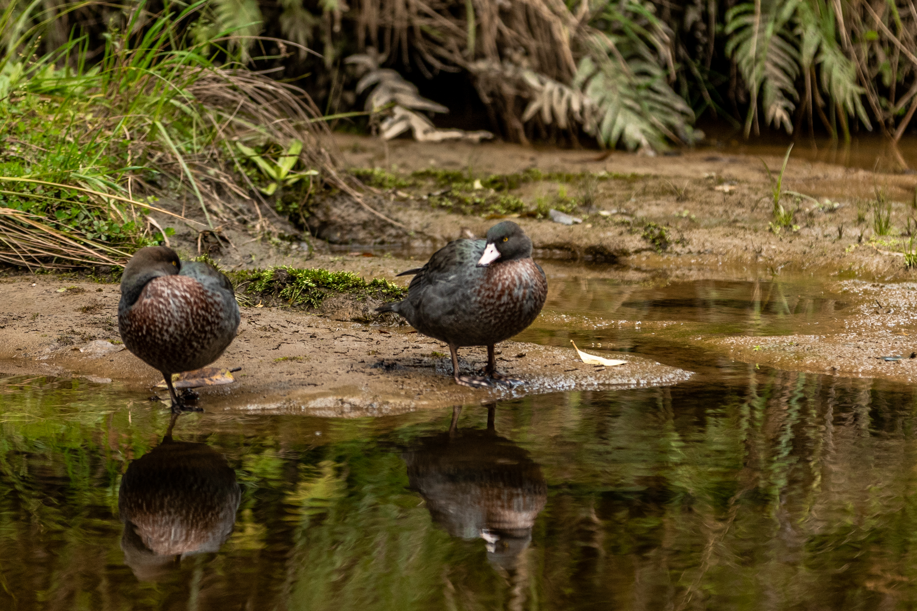 Whio on the Whanganui River. Photo / Plateau Productions