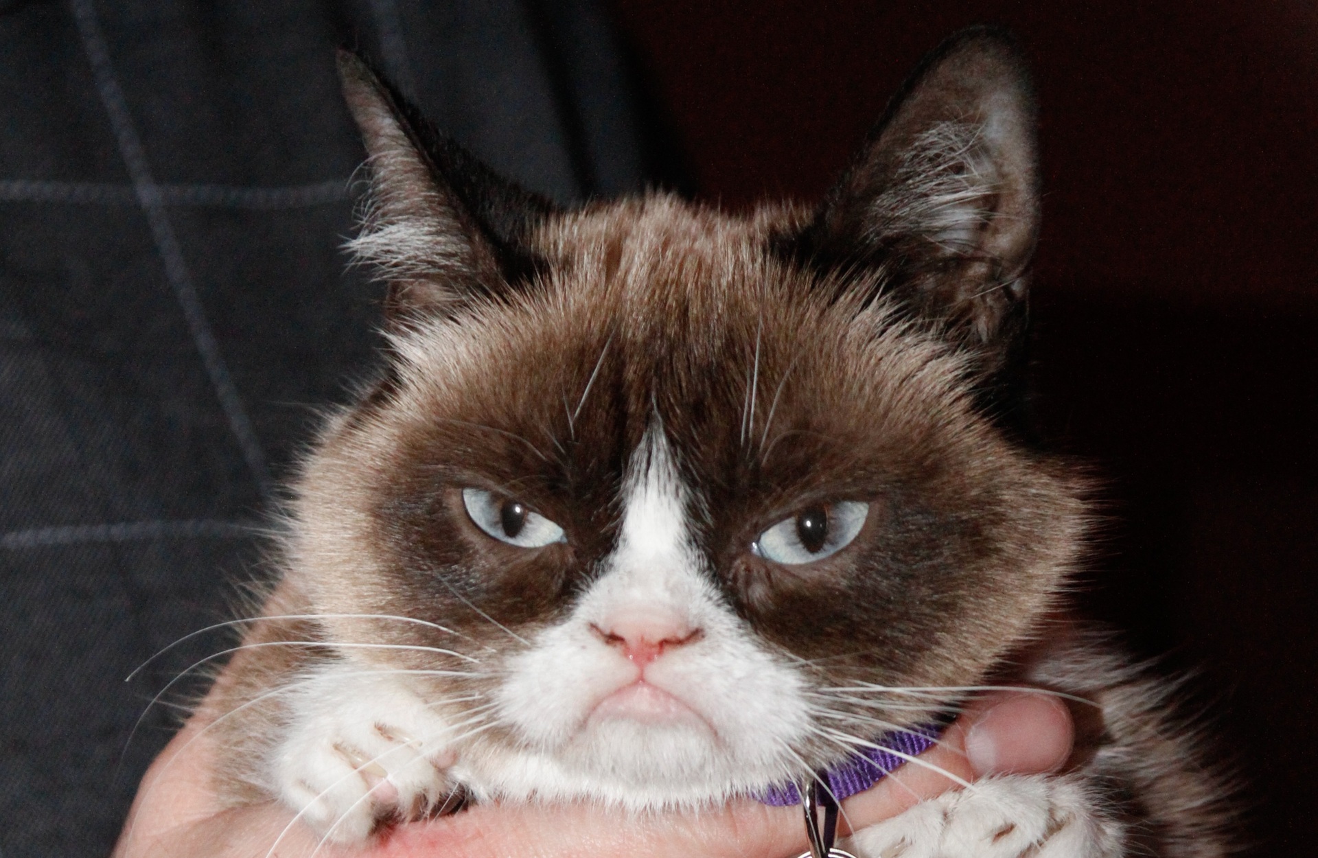 World mourns as internet sensation Grumpy Cat dies - NZ Herald