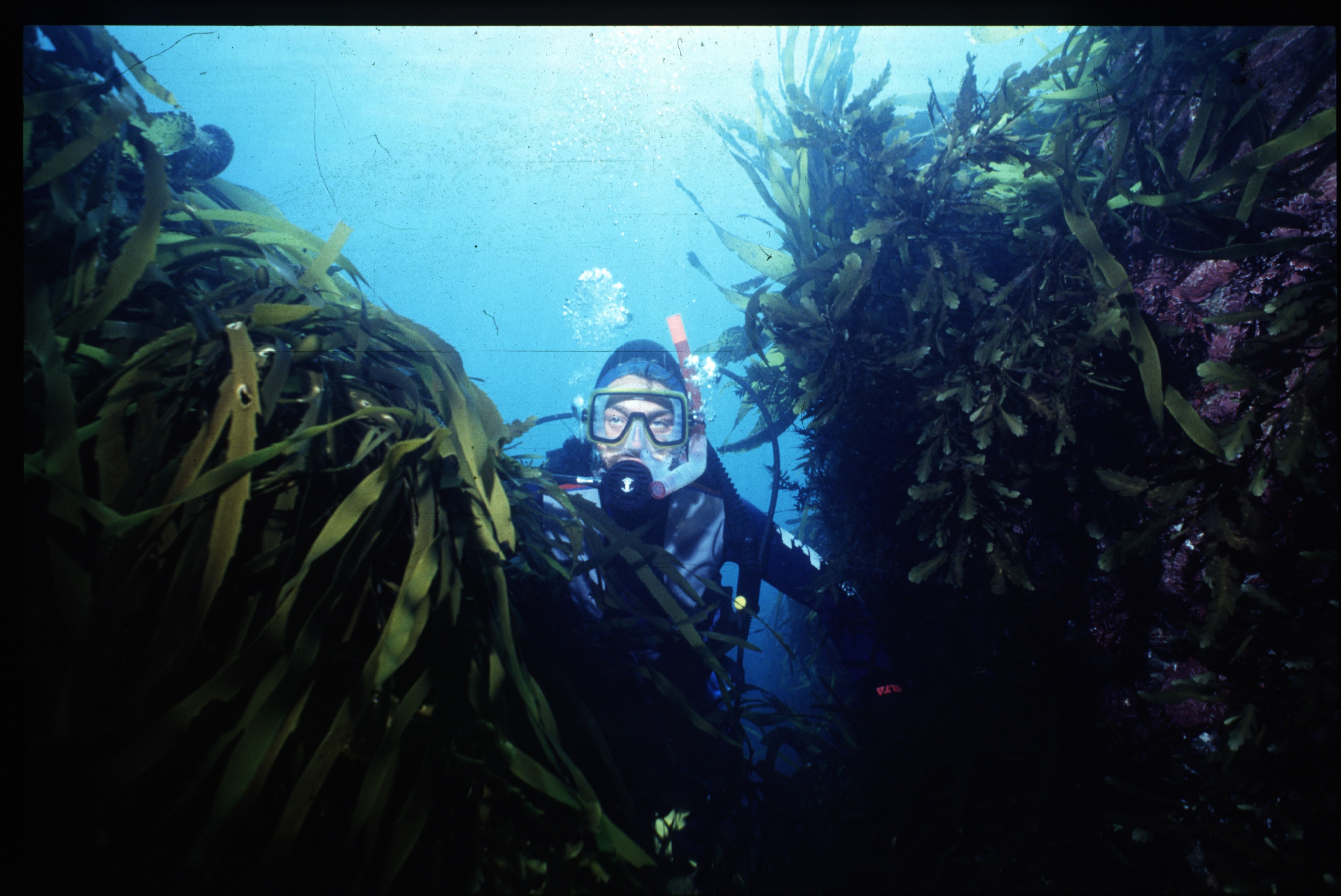 Warming waters are placing New Zealand’s kelp forests in peril - posing troubling implications for the plethora of ocean species that rely on them.