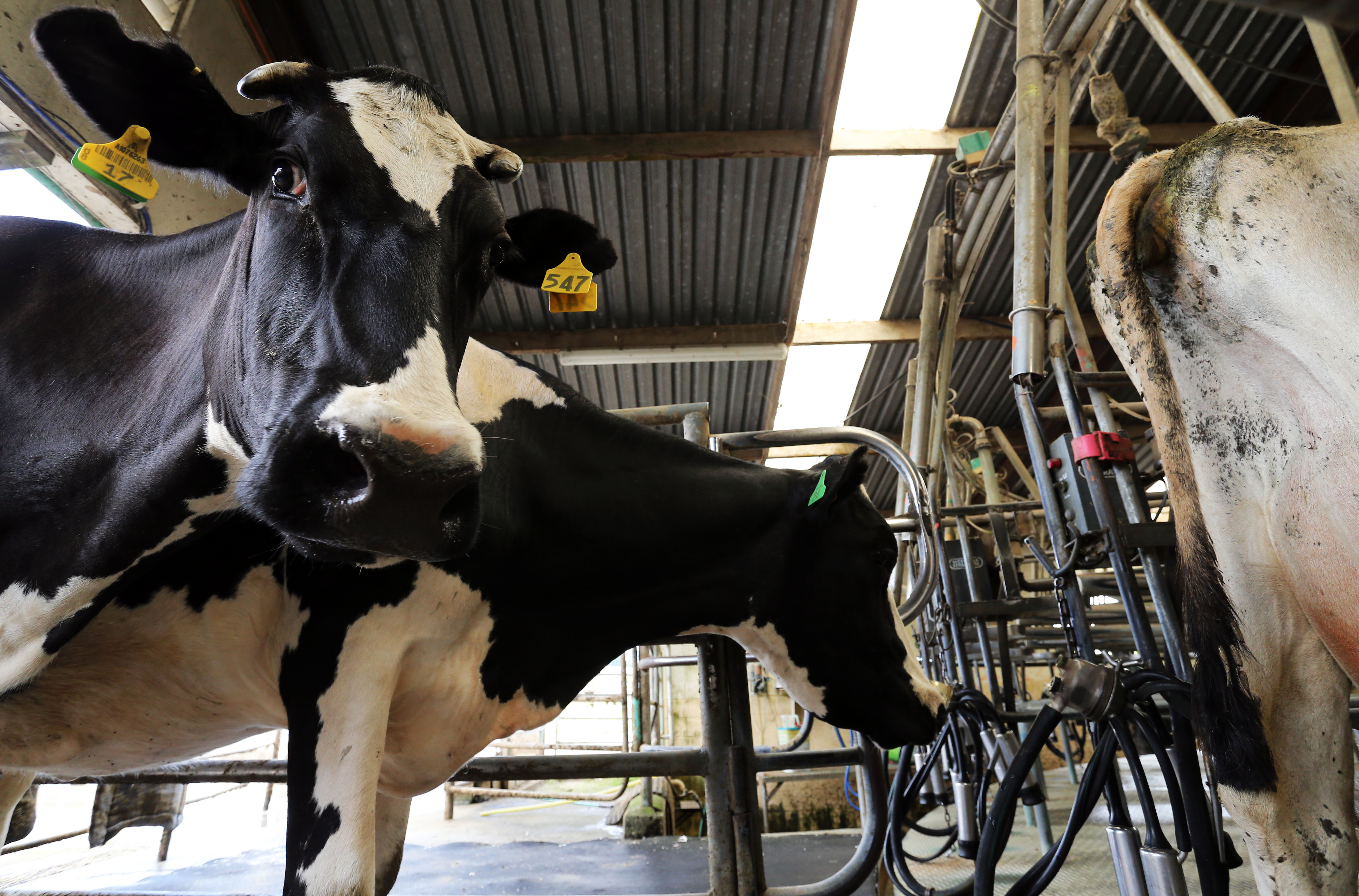 All products except one slid into negative territory in the latest GDT auction. Photo / John Stone