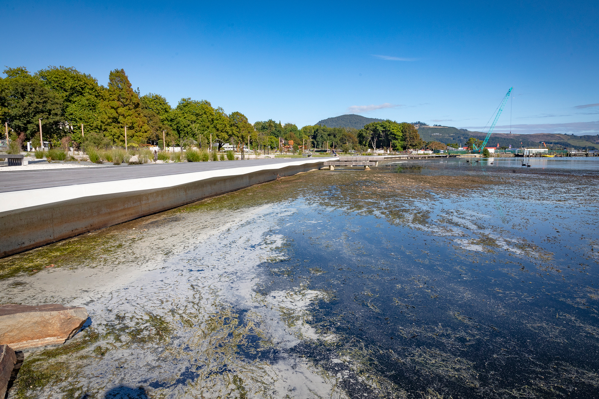 Stinking lake weed builds up at the Rotorua Lakefront, pictured on February 28. Photo / Andrew Warner  