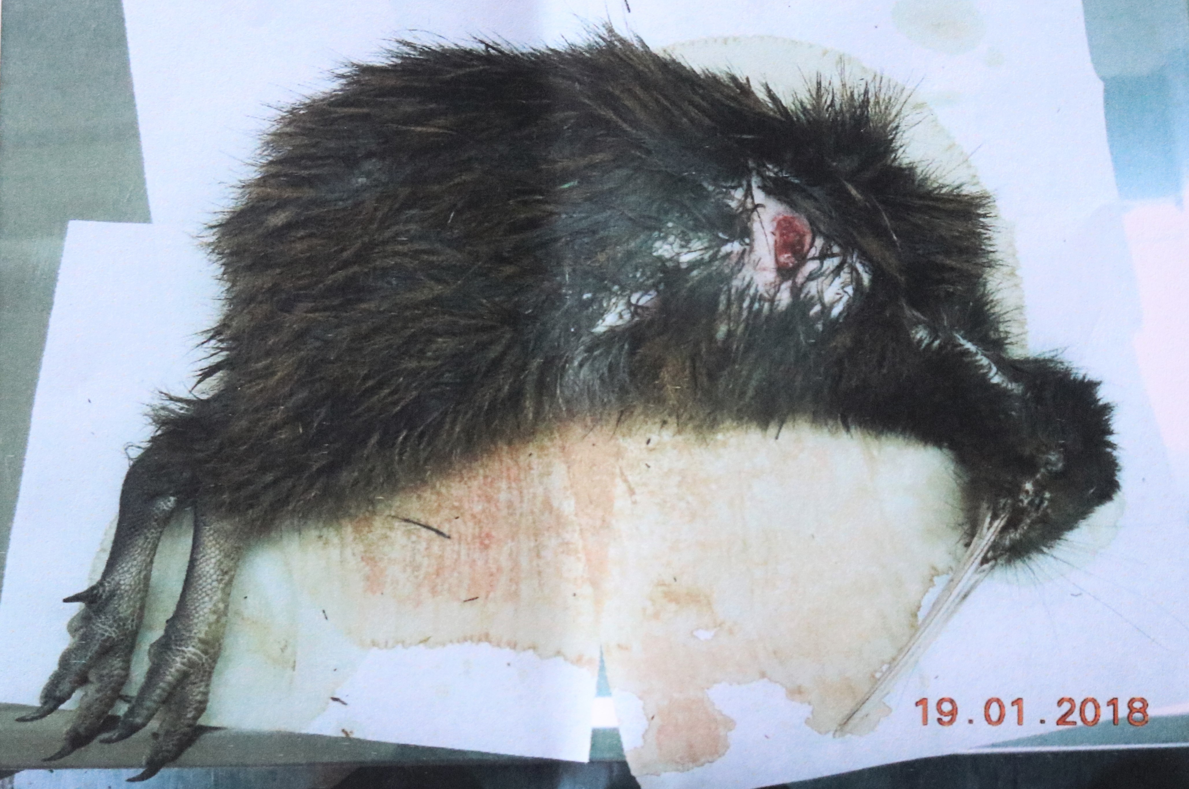 This kiwi was killed in an unrelated spate of dog attacks on Uruti Rd, Russell, in 2018.