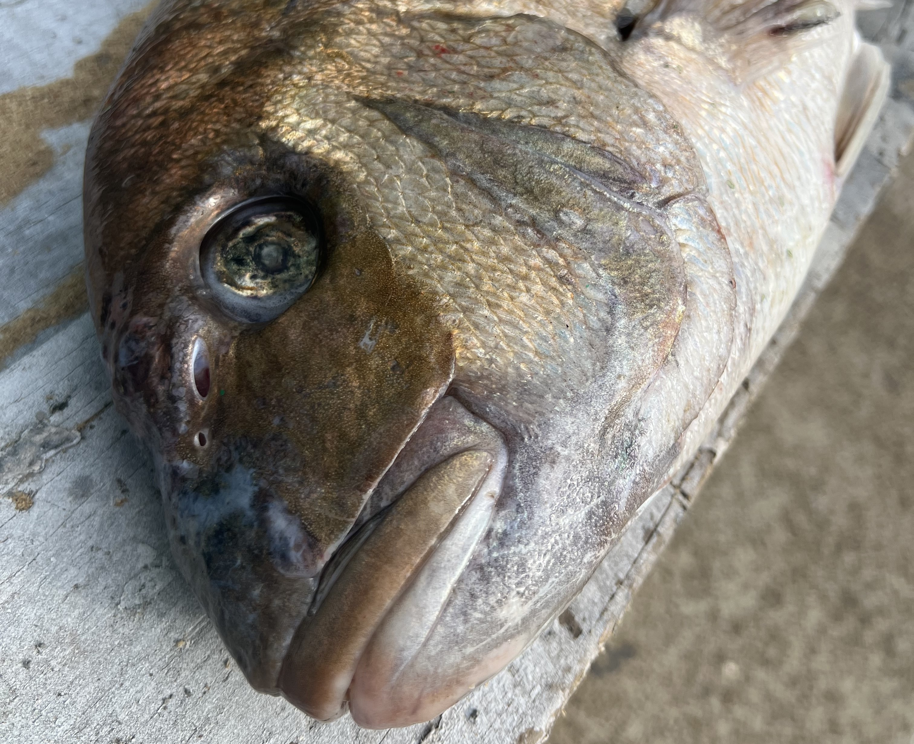 Steph Treadwell caught nine snapper near Port Albert on Saturday. Two of them were clearly sick and she says