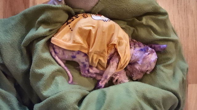 can-you-use-human-hair-dye-on-dogs