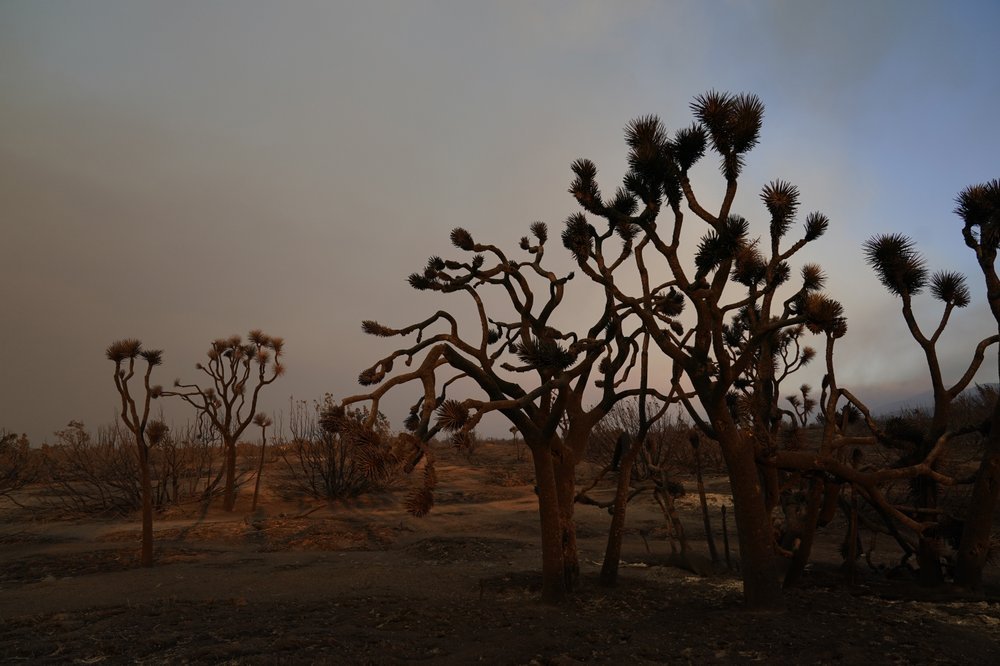 Joshua trees are left burned Saturday, Sept. 19, 2020, after the Bobcat Fire passed through in Juniper Hills. Photo / AP