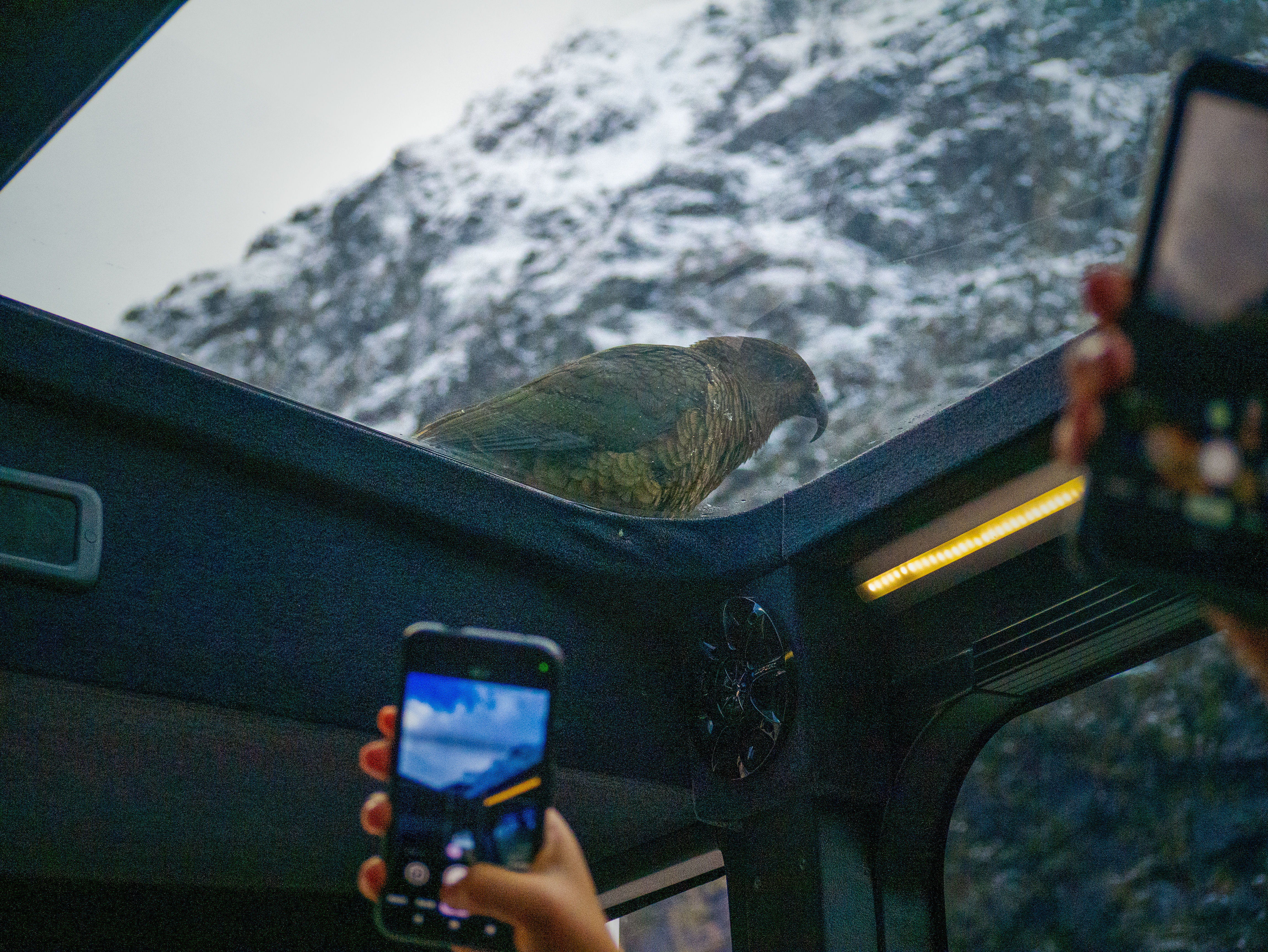Mobbed by Kea on SH94 at Monkey Creek, near the Homer Tunnel, Milford. Photo / Thomas Bywater