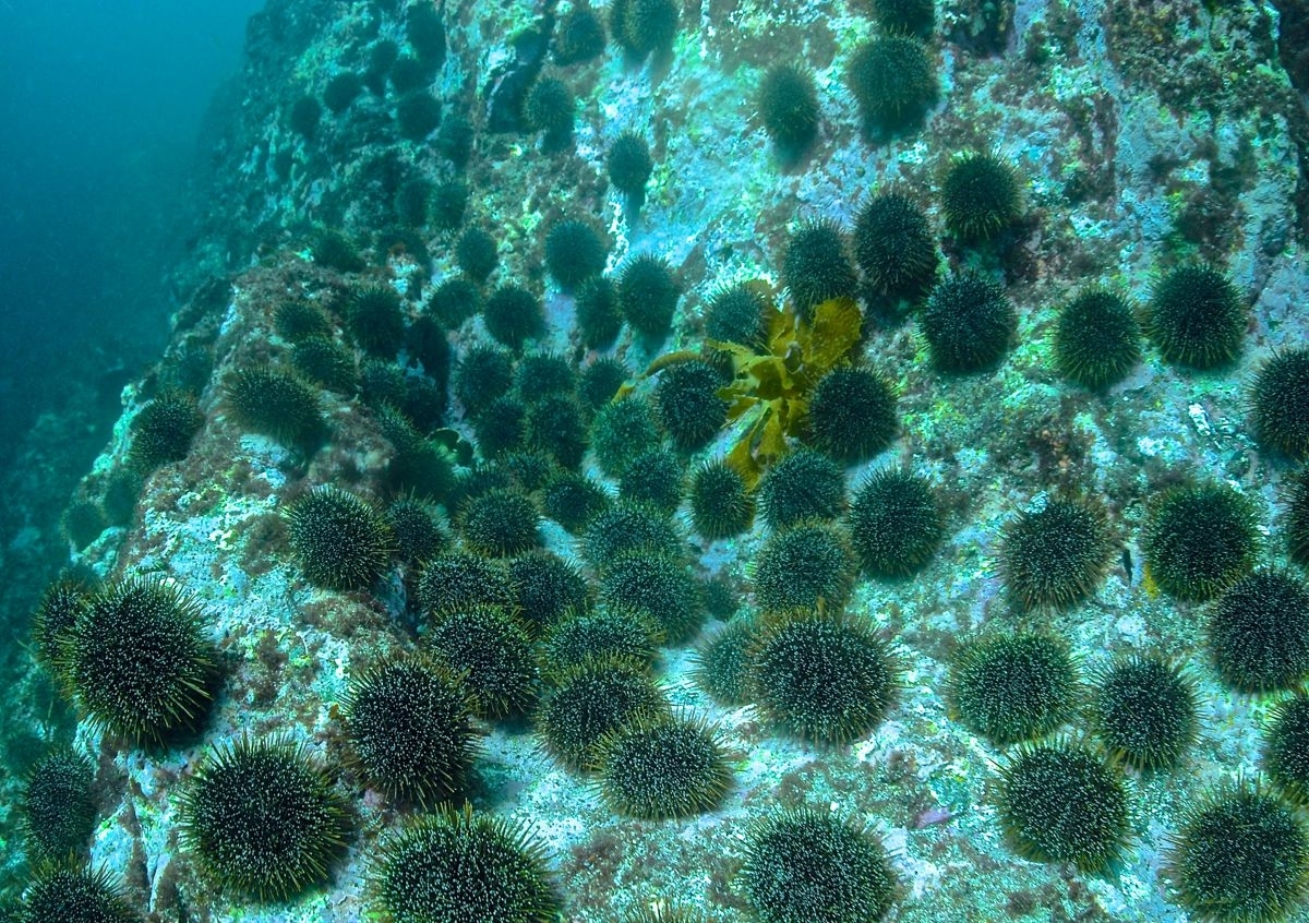 These kina are themselves inedible because of growth deficiencies caused by being overcrowded. Photo / Supplied