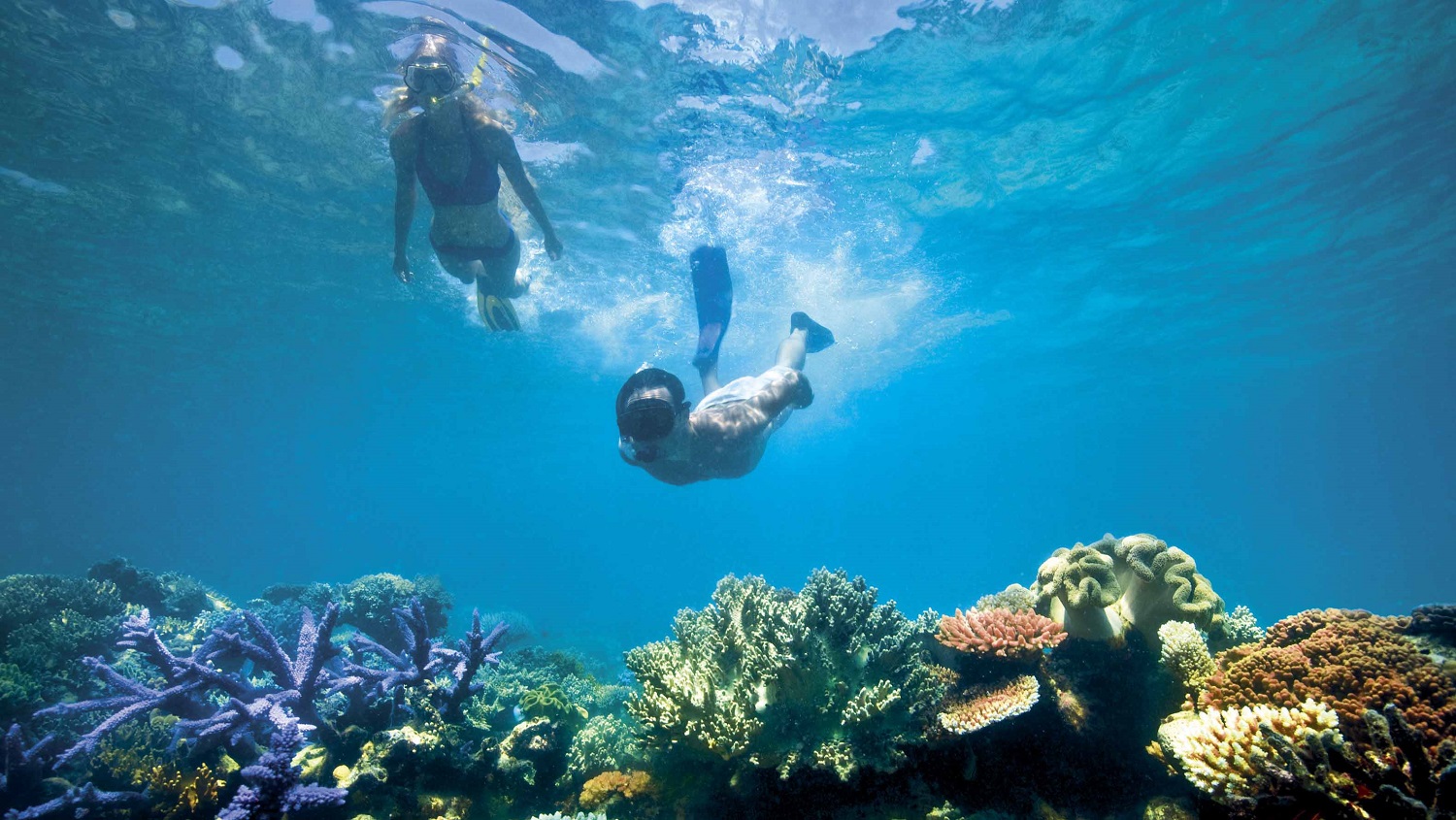 The reef features 1500 types of fish, 400 species of coral, 4000 different molluscs and other sea life. Photo / Supplied