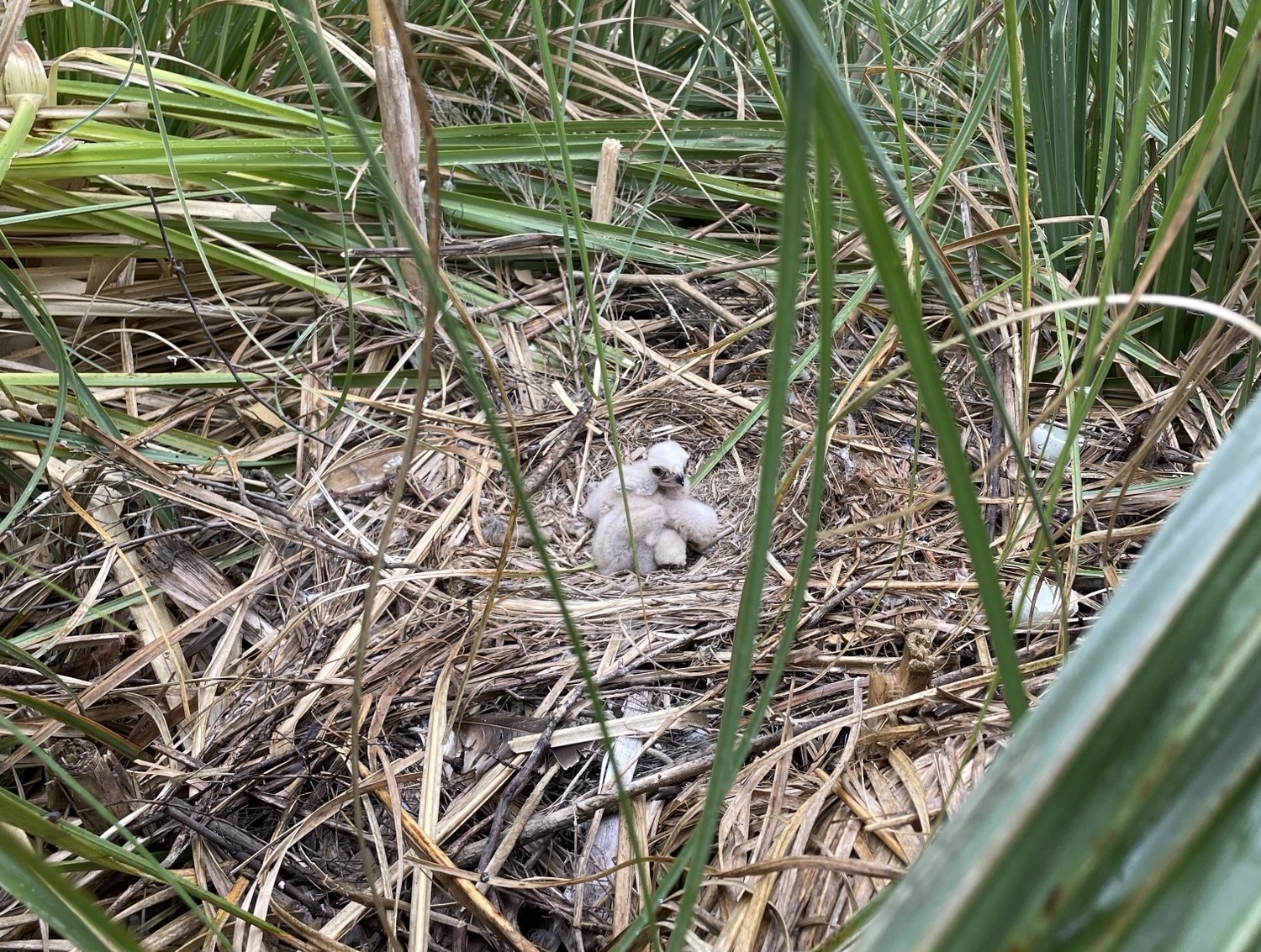 The upgrades to the North Auckland Line including working around a kāhu (swamp harrier) nest, found near the line in Wellsford in December.