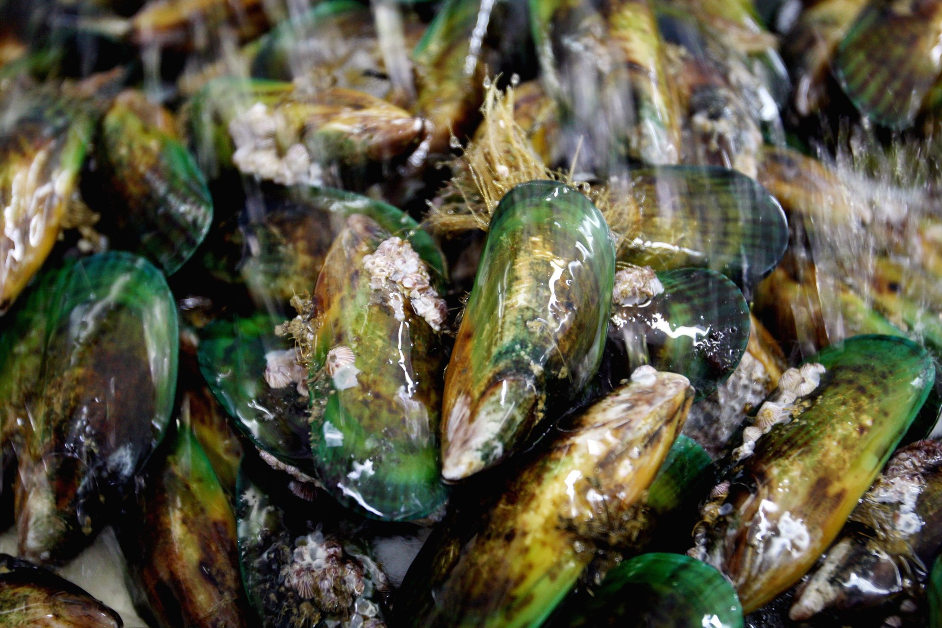 Scientists working under the High Value Nutrition National Science Challenge have helped validate health benefits of Sanford's Greenshell mussels.