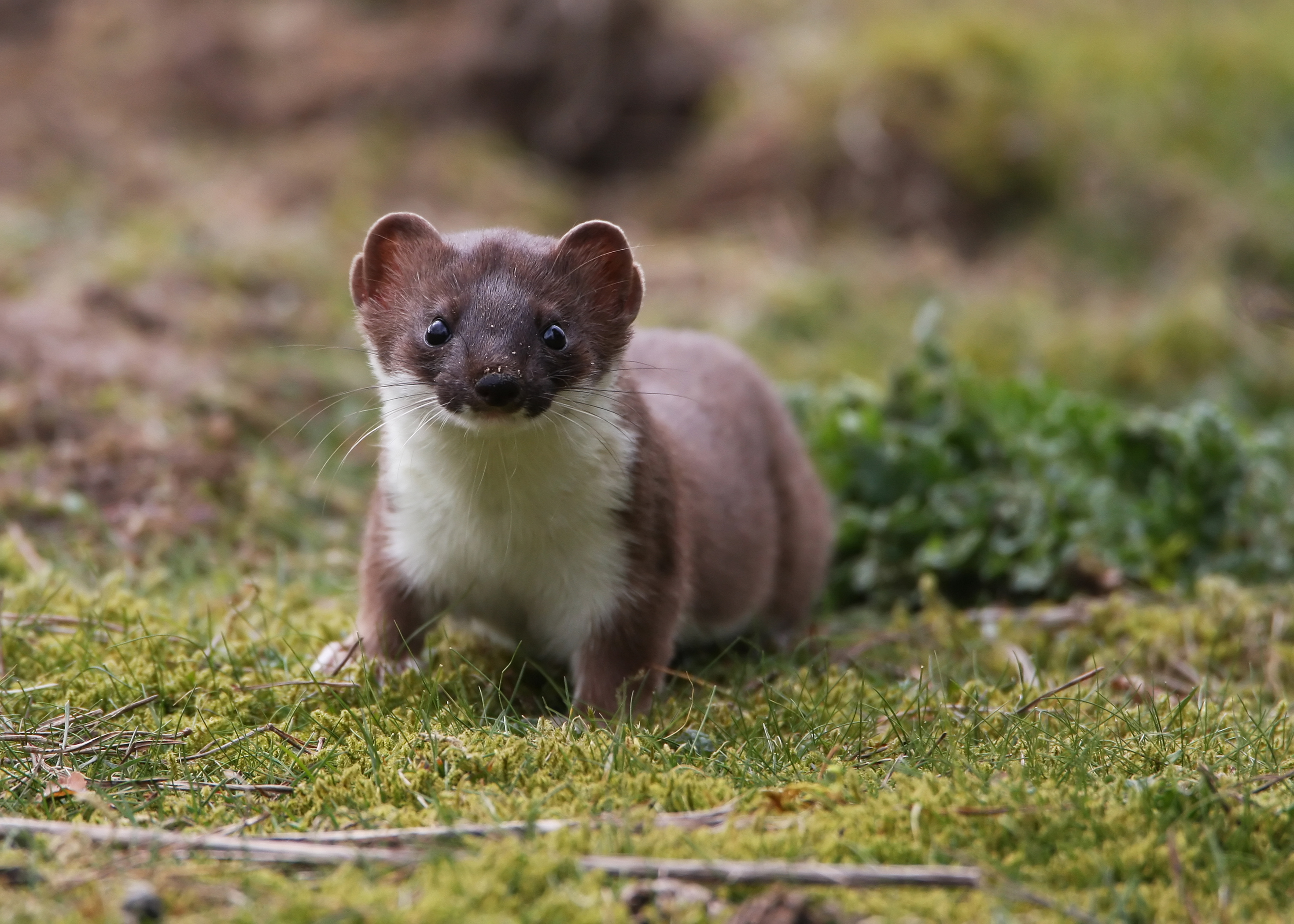 Stoat Animal Nz