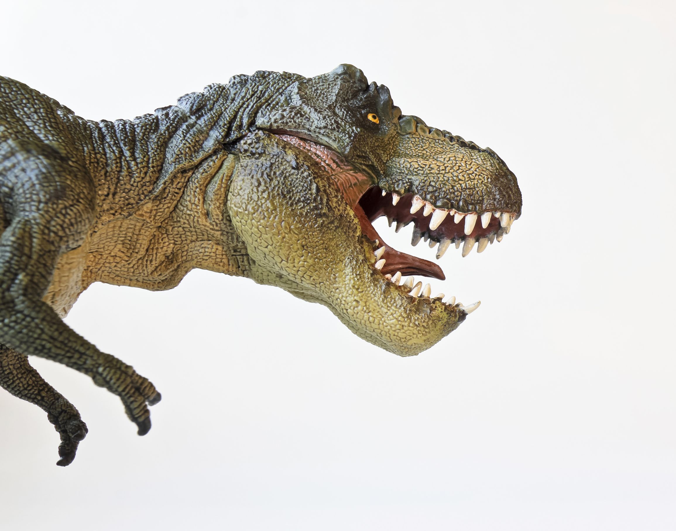 Dinosaurs: T. rex had more powerful jaws than its theropod ancestors