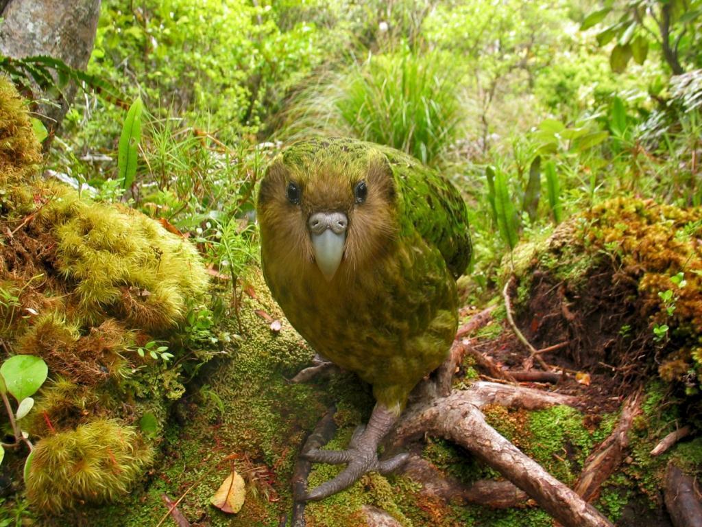 Kākāpō - the rarest and heaviest parrot in the world - quickly disappeared from most of New Zealand after the introduction of predatory mammals. Photo / Shane McInnes