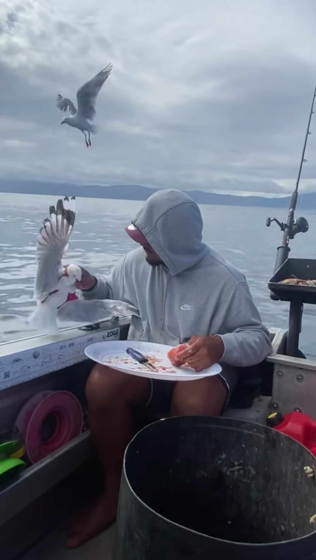 TikTok video of man holding seagull by neck, threatening to break it  prompts complaint - NZ Herald