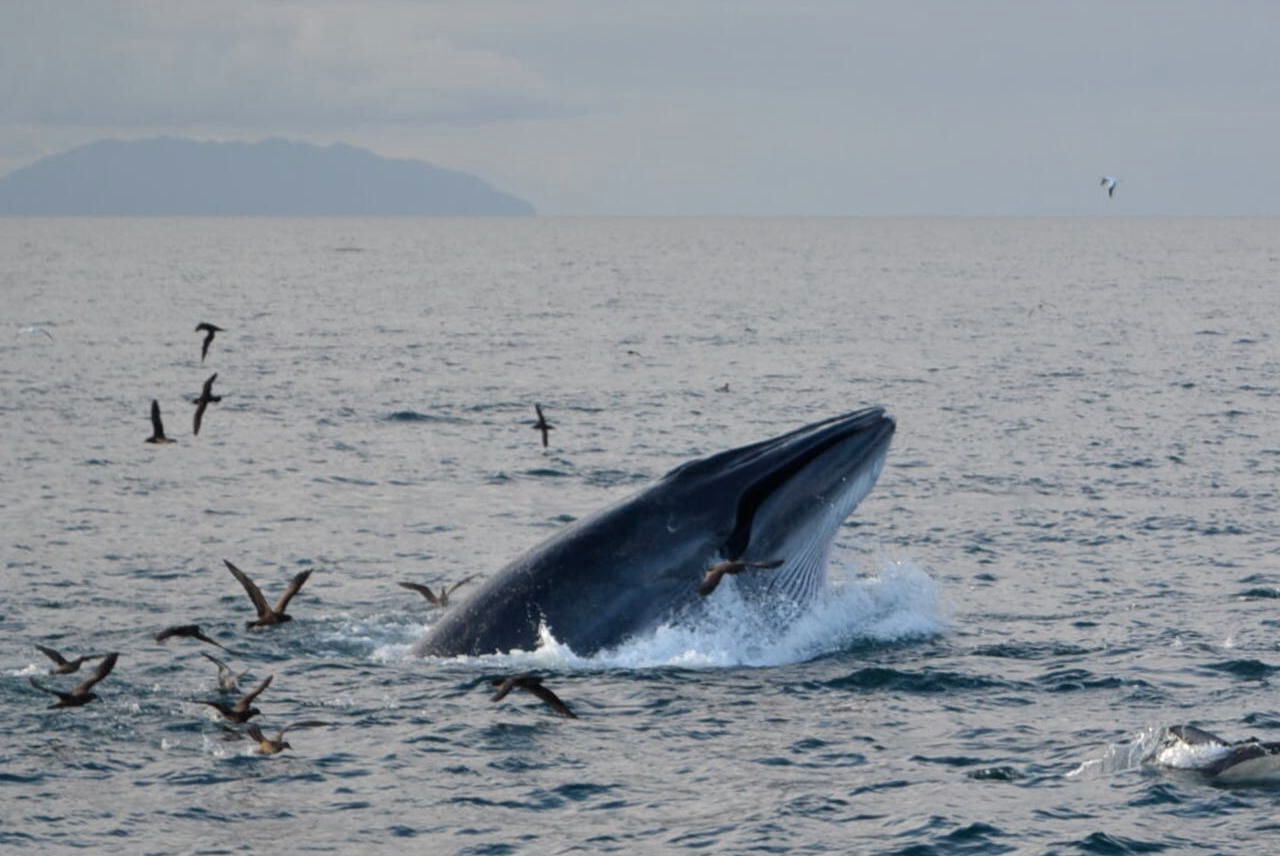 A Bryde's whale in the Hauraki Gulf. In the same week Prime Minister Chris Hipkins announced a raft of new protections for the marine park, the Hauraki Gulf Forum’s latest report showed many of its fragile ecosystems were still struggling. Photo / Krista van der Linde