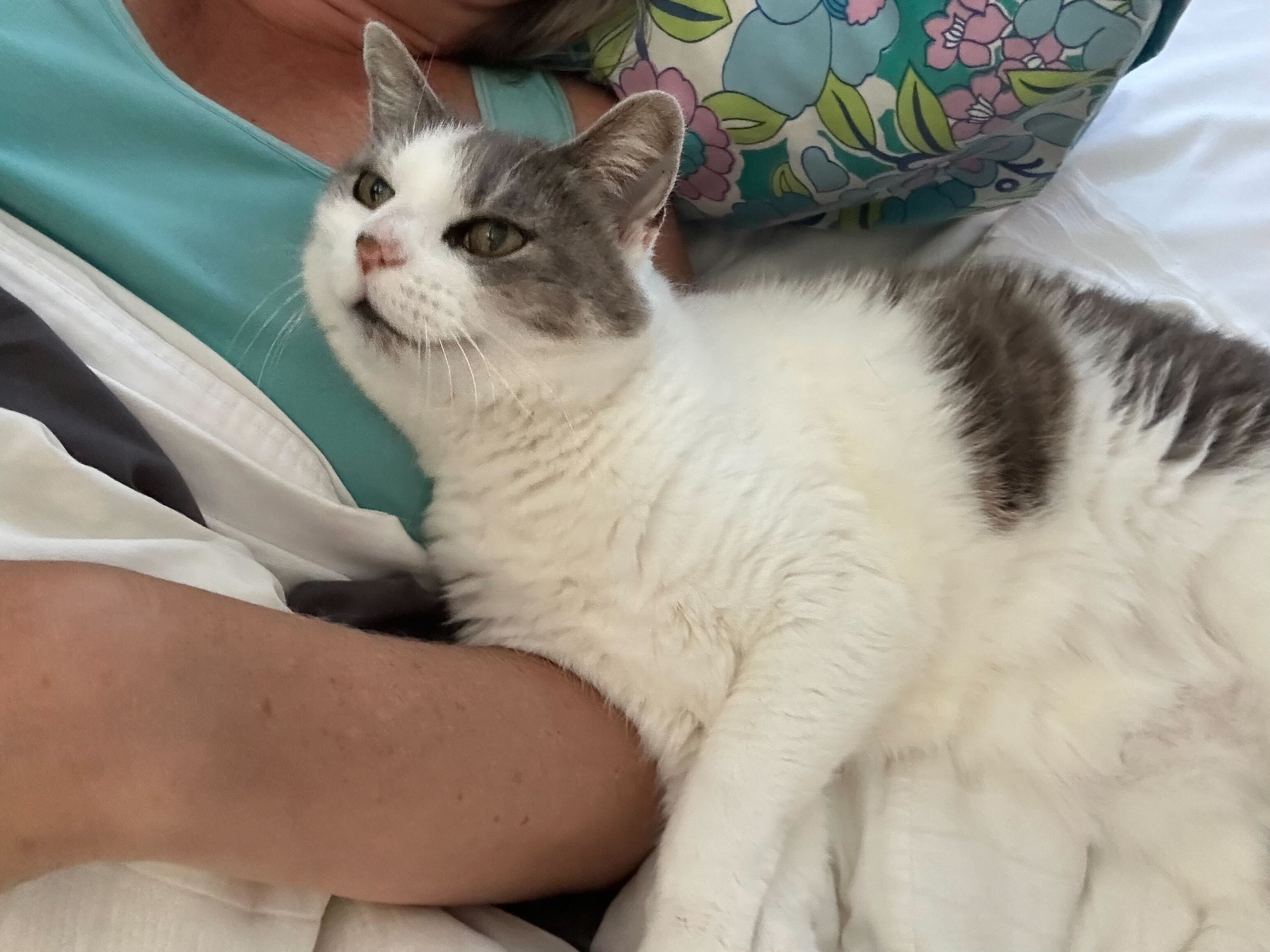 Rosy, the 15-year-old cat, was killed by two roaming dogs in Mt Wellington. Photo / Nicole Showler