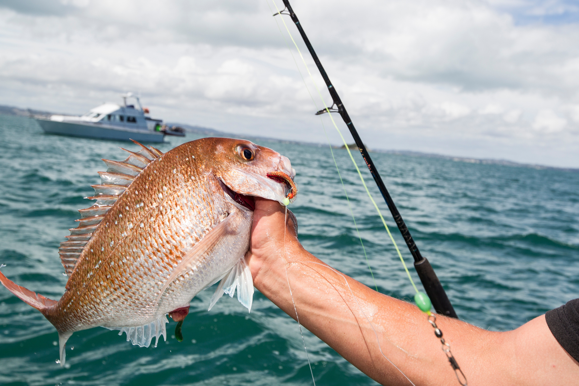 Fishing: Get to grips with gurnard - NZ Herald