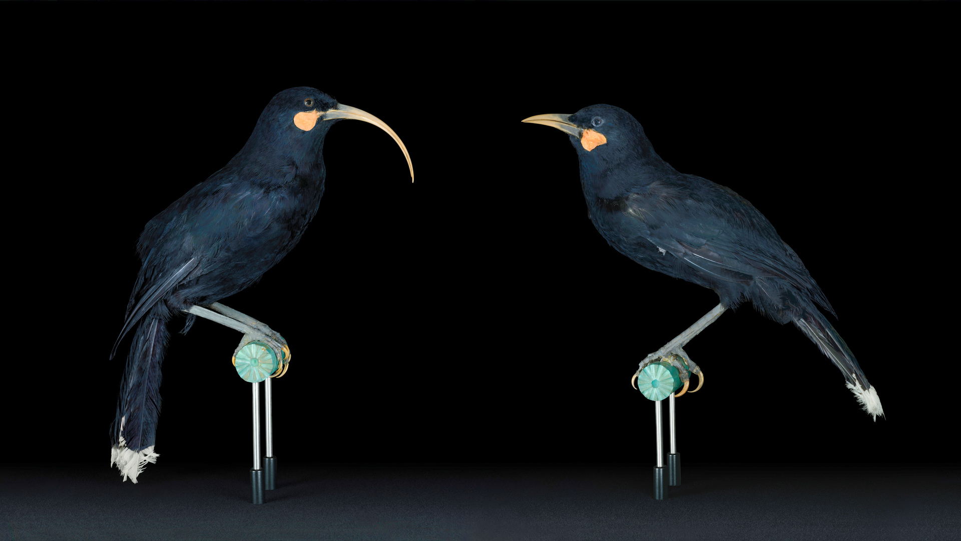 A photographic work by artist Fiona Pardington featuring the extinct male and female huia birds.