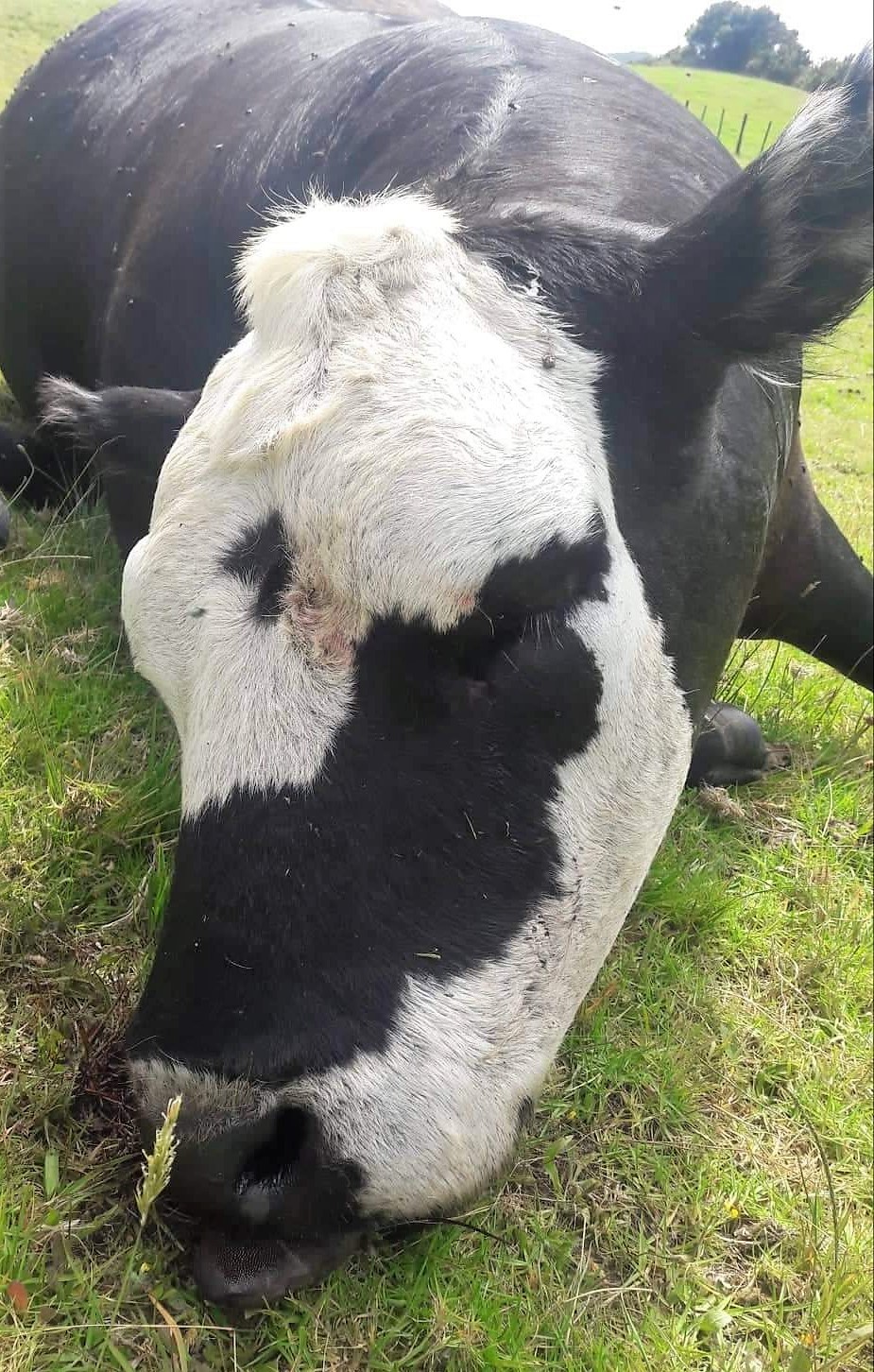 A five-year-old cow killed by cattle rustlers at a Pouto Peninsula farm. Photo/ Supplied