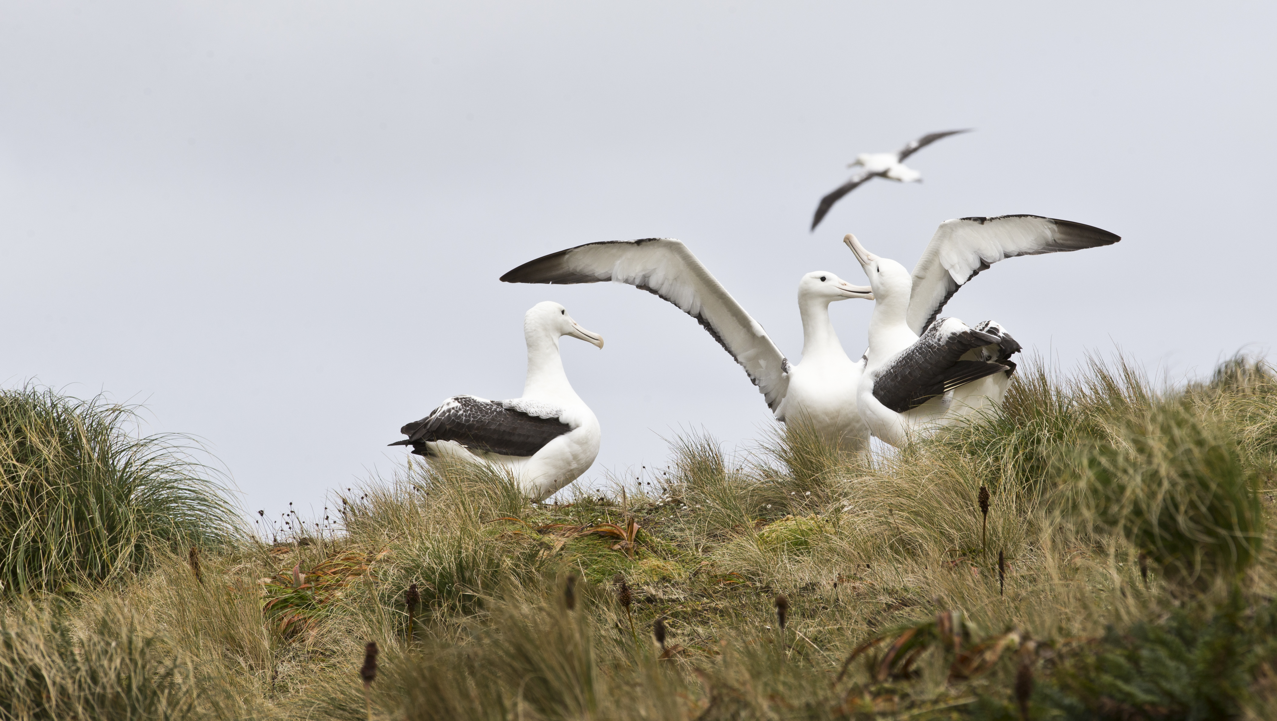 Albatross can be seen on Otago Peninsula. Photo / Greg Bowker