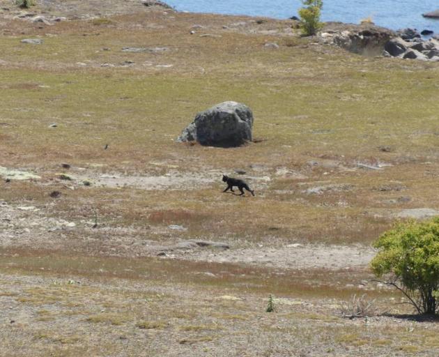 British tourist Nick Baggott says the cat he saw was not of an ordinary size and he had never seen anything like it. Photo / Nick Baggott