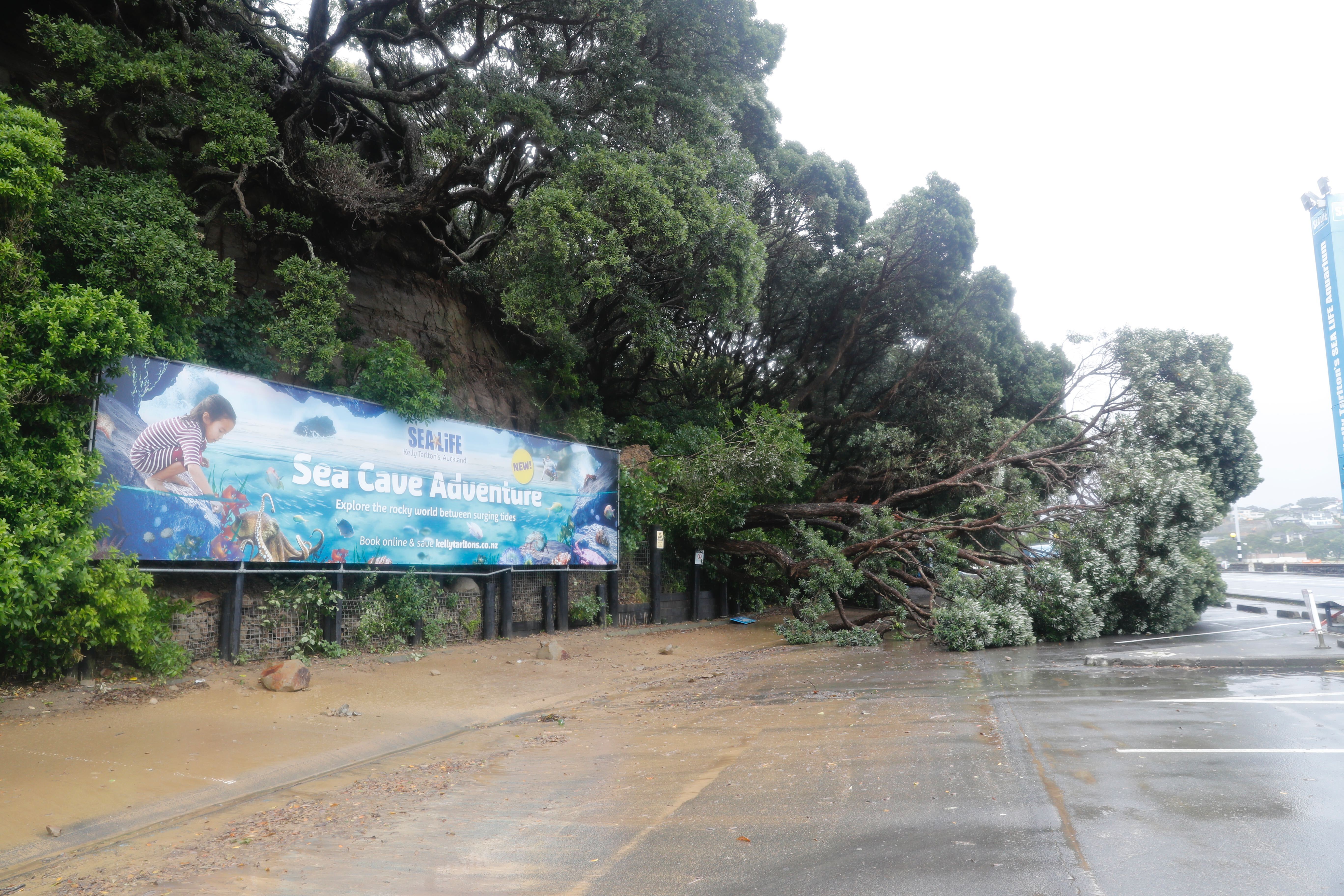 Trees and mud block the car park at Kelly Tarltons. Photo / Dean Purcell