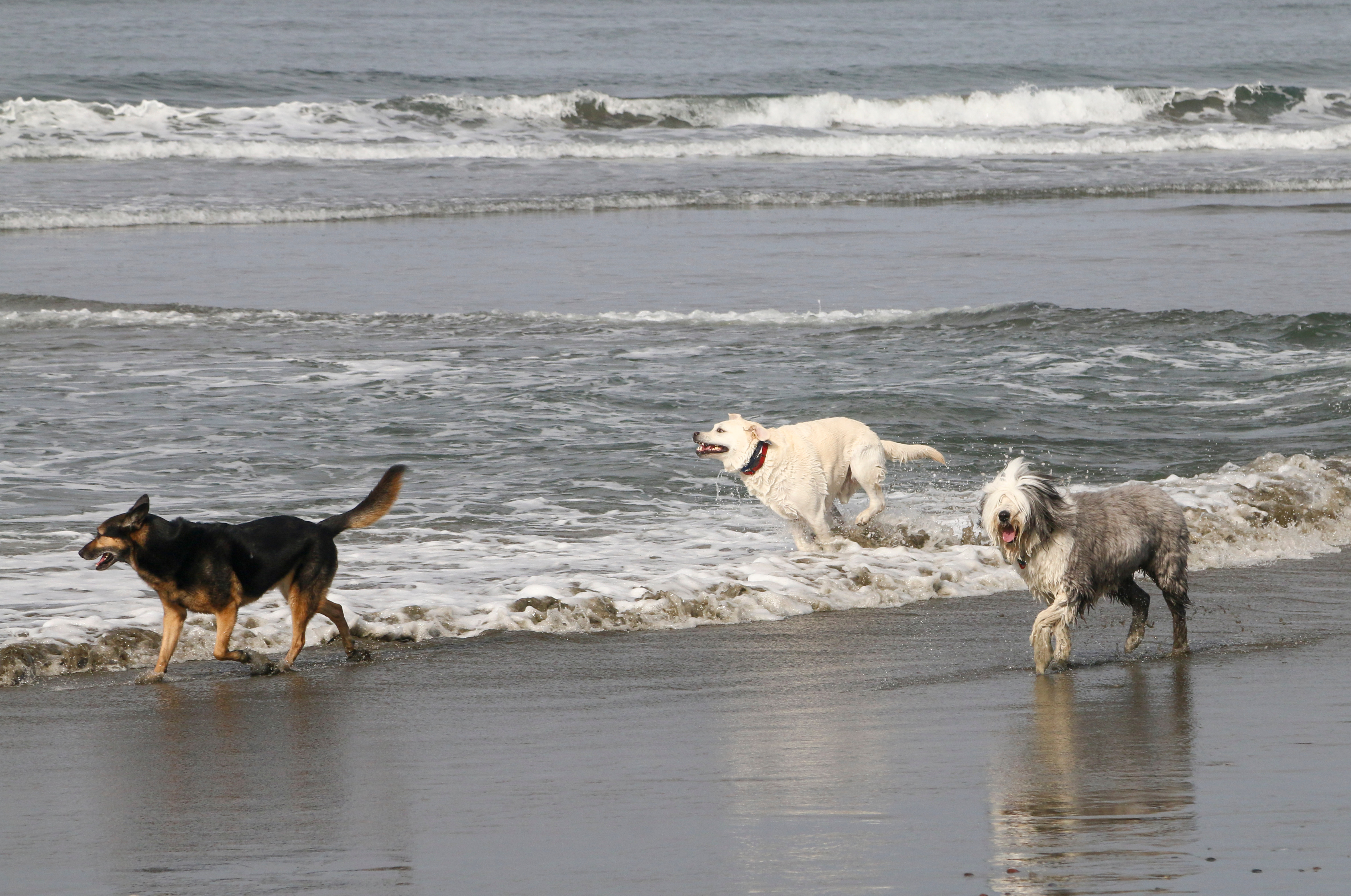 WDC is asking the public for feedback on its current dog policy and bylaw. Photo / NZME