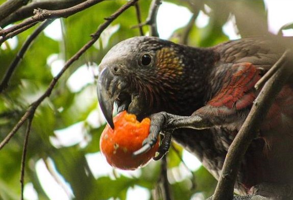The kākā, billed as the chattering gossip queen of the forest. Photo / Karina Cooper