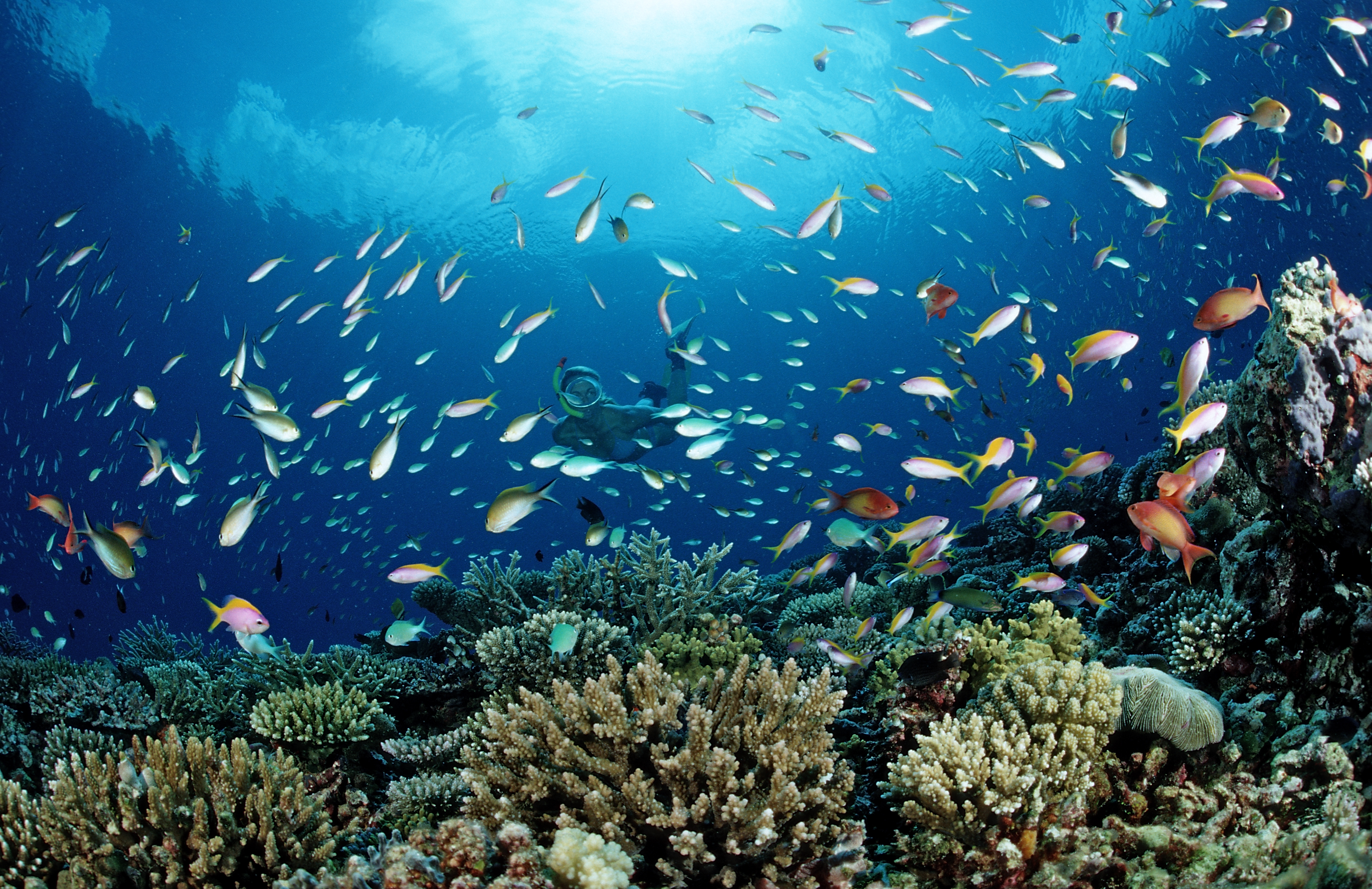 Why waste your energy at the gym when you're in the Maldives when you can swim with 2000 species of tropical fish and sea mammals instead. Photo / Getty Images