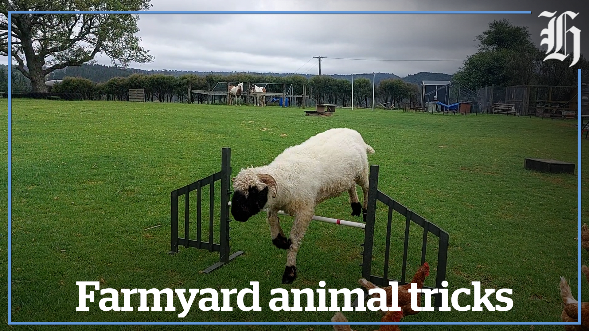 Farmyard animal tricks