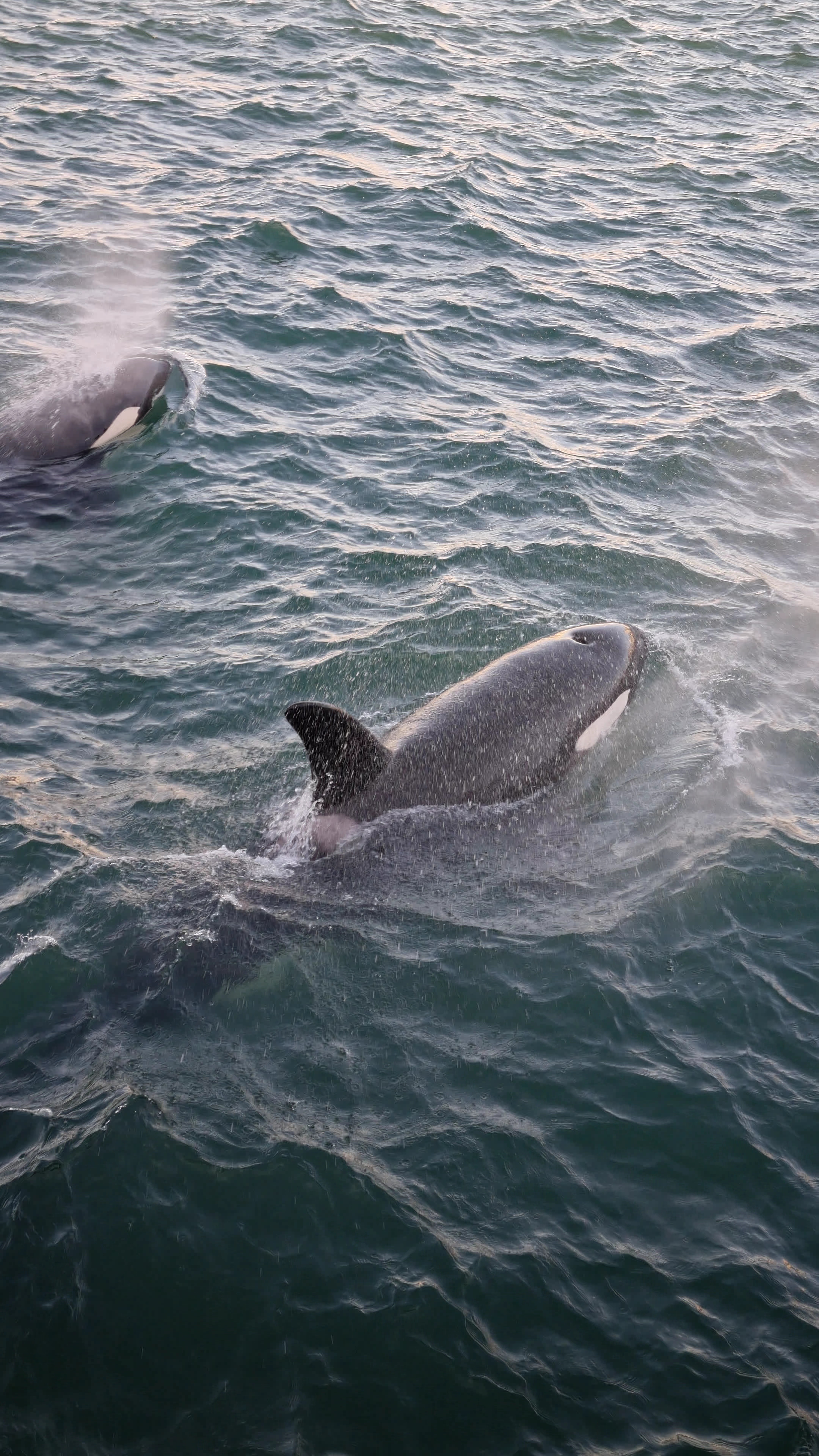 A pod of orca whales paid Auckland waterfront walkers a visit on Saturday night. Photo / Myint San Aung / Lara Joy Schilhansl
