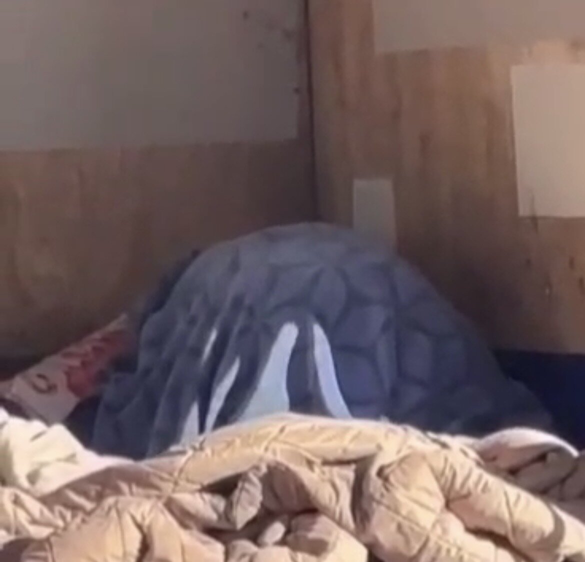 A still from a video purporting to show homeless people having sex under a blanket in Rotorua's CBD during the day. Photo / Supplied