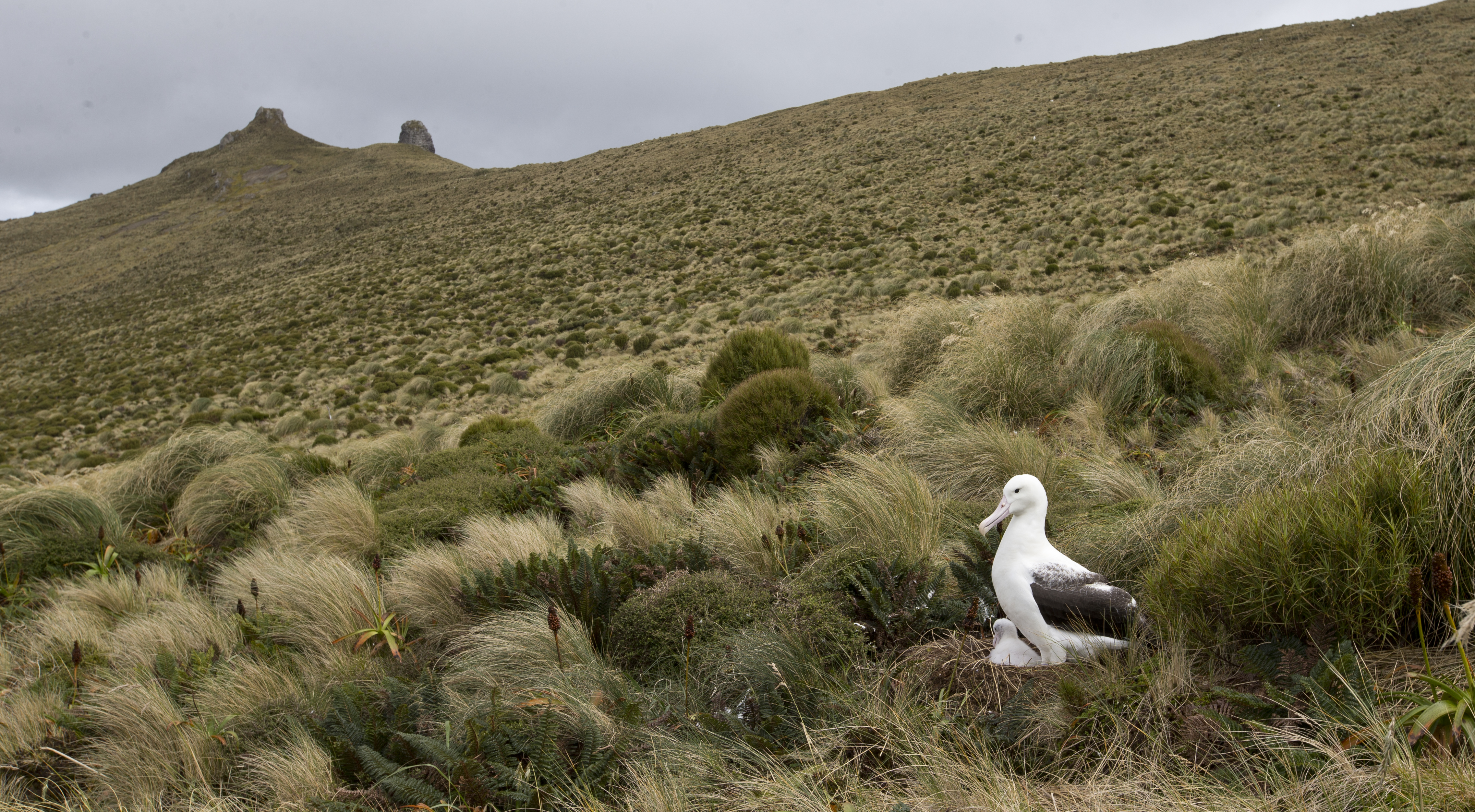 A Royal Albatross sits on its young chick. Photo / Greg Bowker