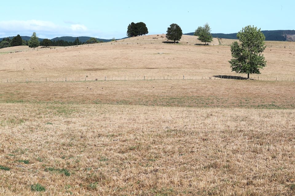A drought has been declared in Northland for the eighth time in 20 years as the region dries out, with the Government declaring a medium-scale adverse event