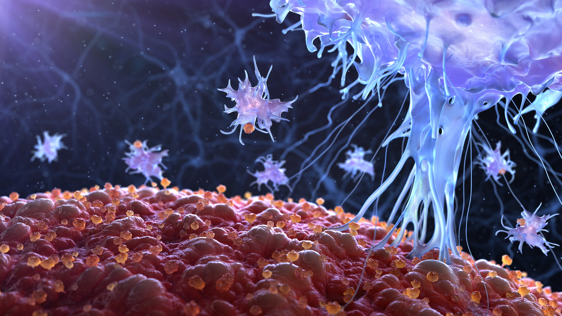 An immune cell in action. Inflammatory agents will be circulated if an infectious bacteria is discovered to attack and dispose of the foreign invader. Photo/Getty images