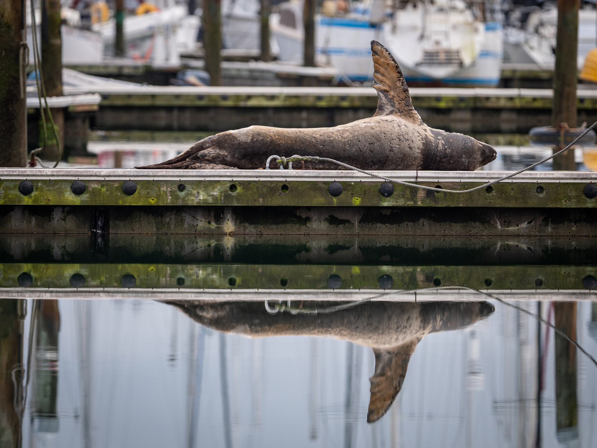 Taimana the leopard seal takes time out at the Tauranga Marina recently.  Photo / Nathan Pettigrew