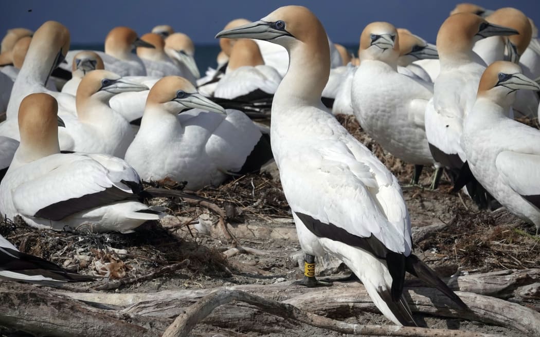 New Zealand, Australia and Oceania are the last places in the world where H5N1 bird flu has not yet been detected. Photo / Jenny Edwards