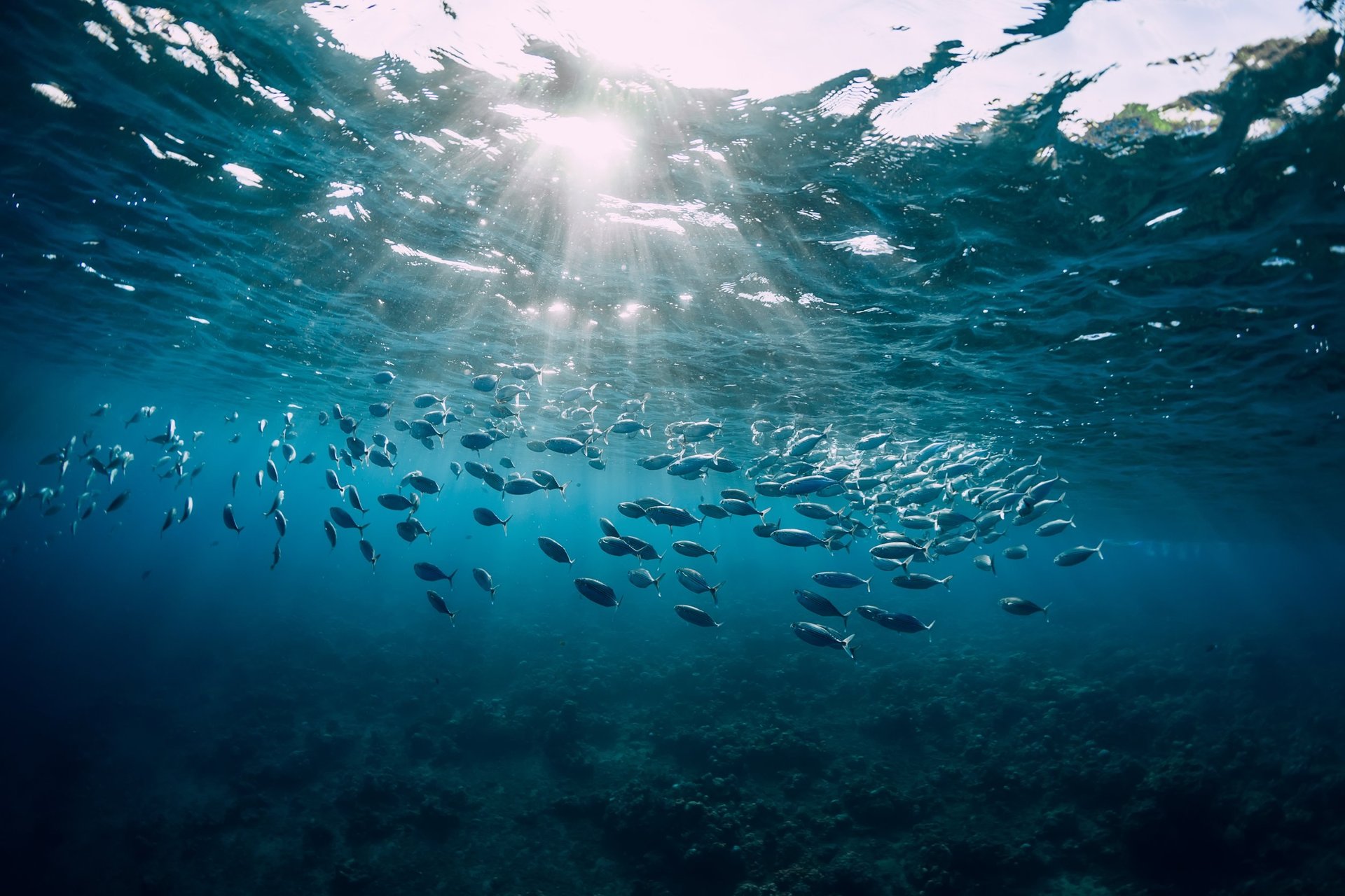 Ingesting microplastics is not only bad for the fish but also for the people who eat them. Photo / 123rf