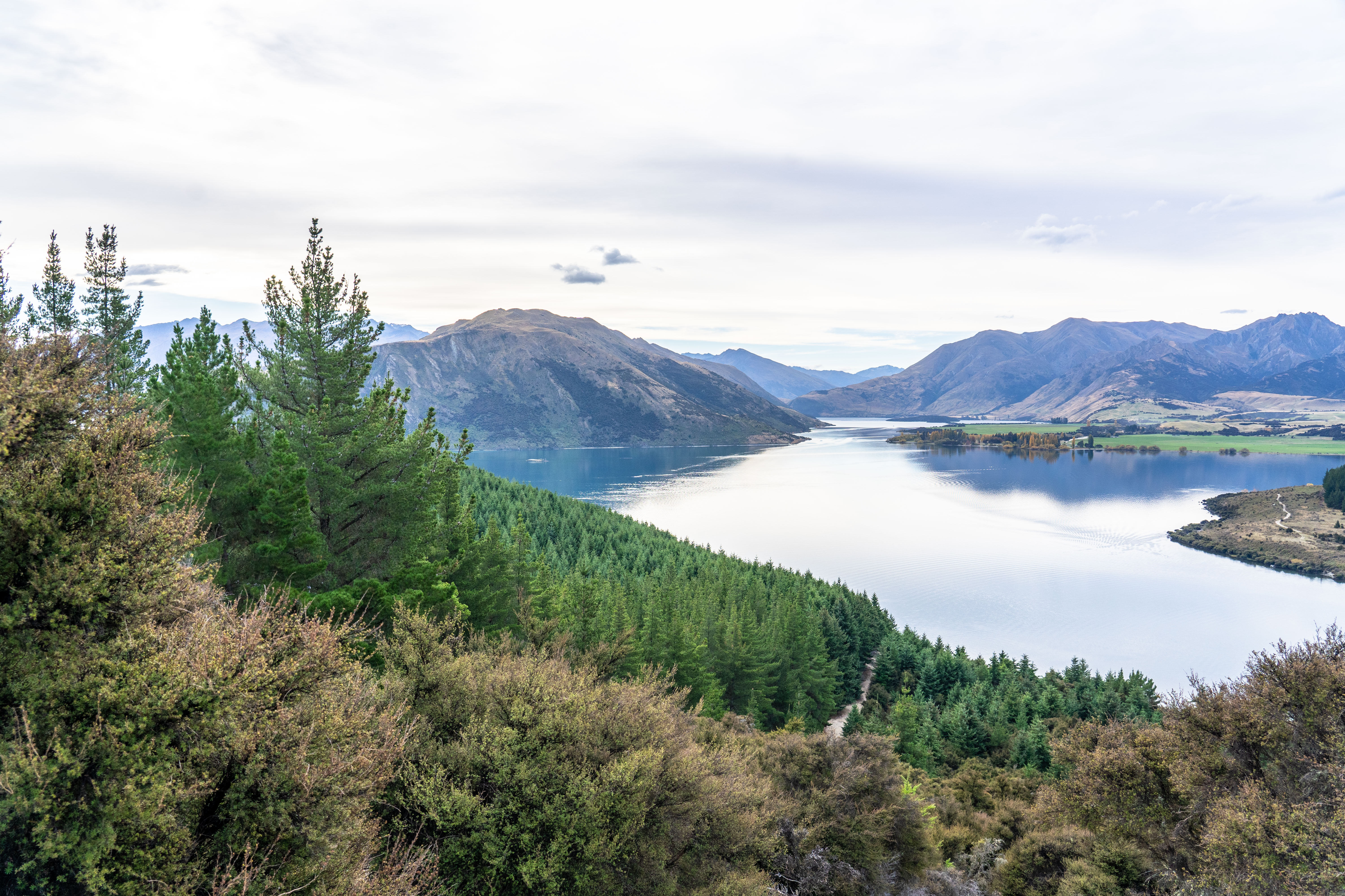 Sticky Forest, which is the left side of the forest break in the centre-right of the photo, sits on a hill above the shores of Lake Wanaka. Ownership will be passed to 2000-odd ancestors of Maori who were left landless by the Crown in the 1800s. Photo / Derek Cheng