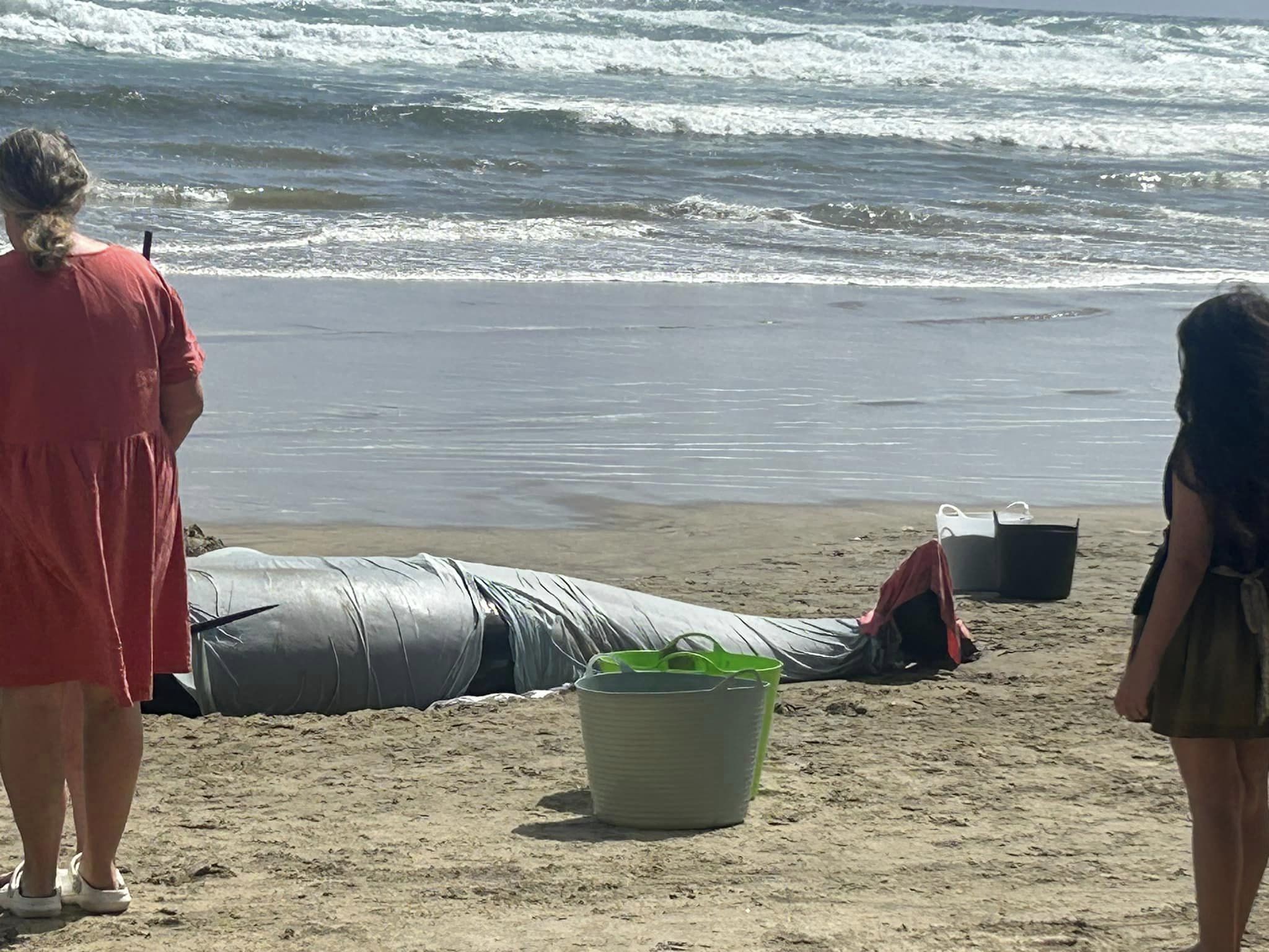Two pilot whales died on Monday after the community tried for hours to refloat them.