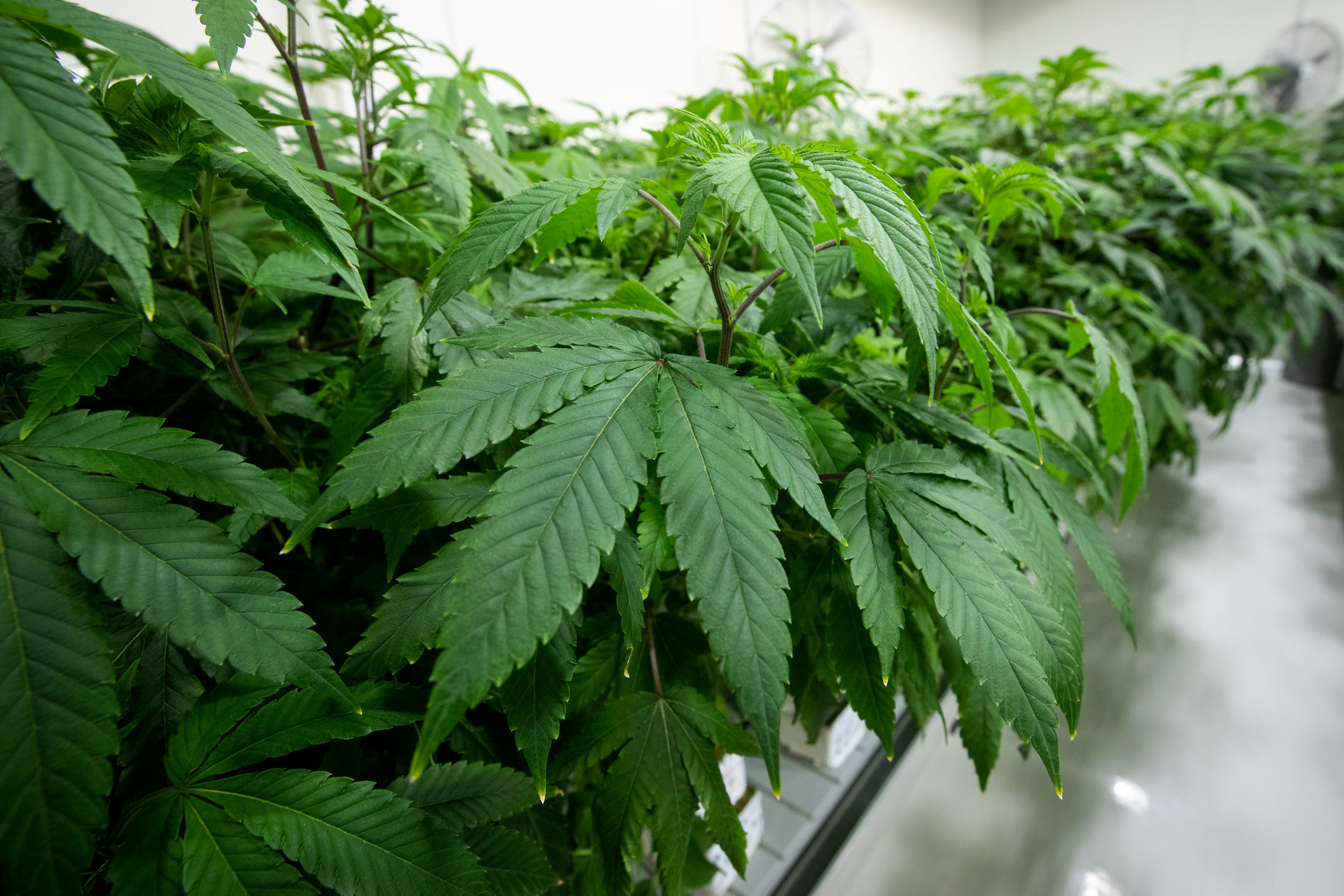  The right potency and price of cannabis products would be critical to draw people away from a black market and into the proposed regulated legal market. Photo / Jason Oxenham