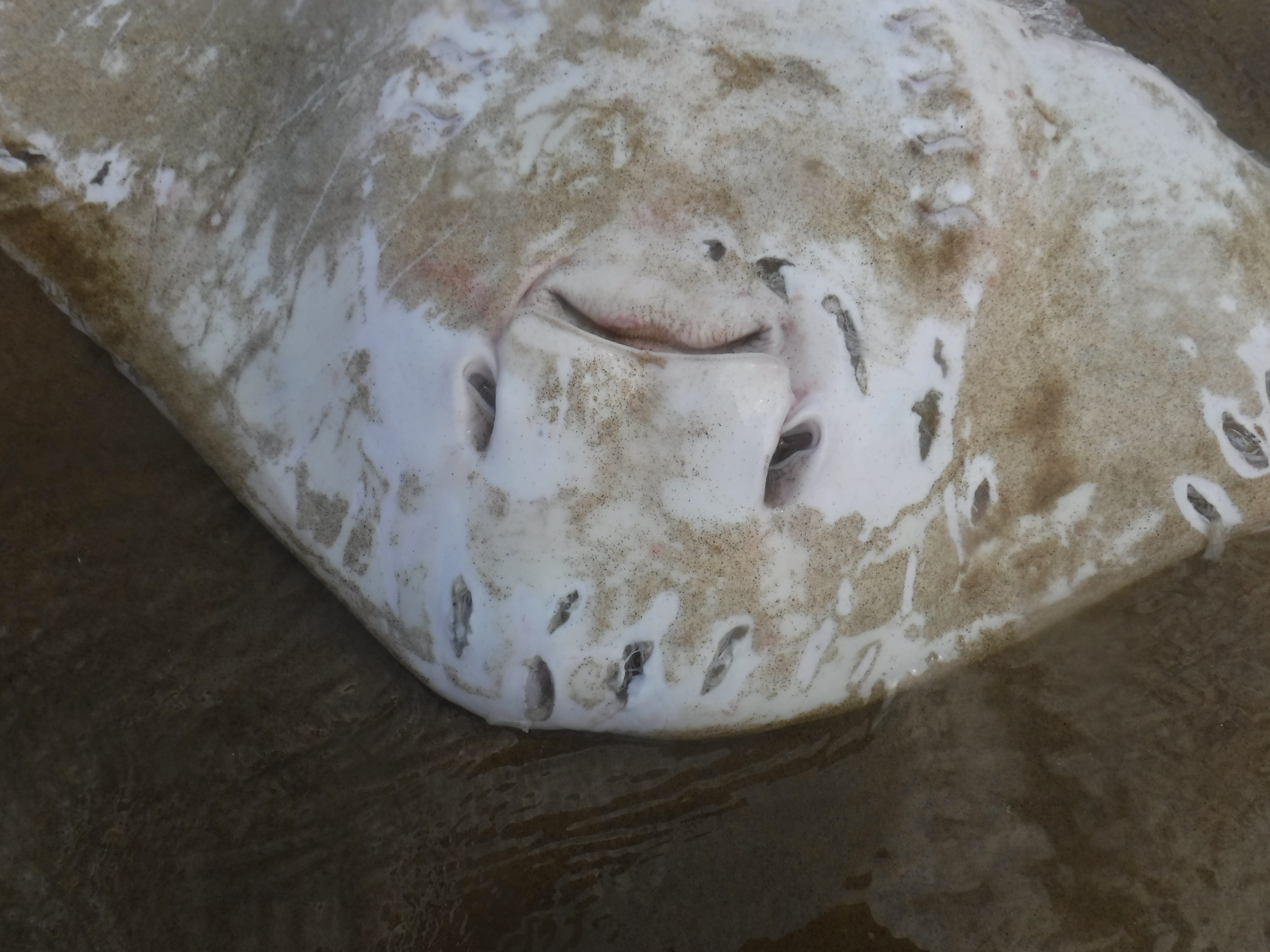 A close-up of the stingray - a mature male longtail (Bathytoshia lata). Photo / Supplied
