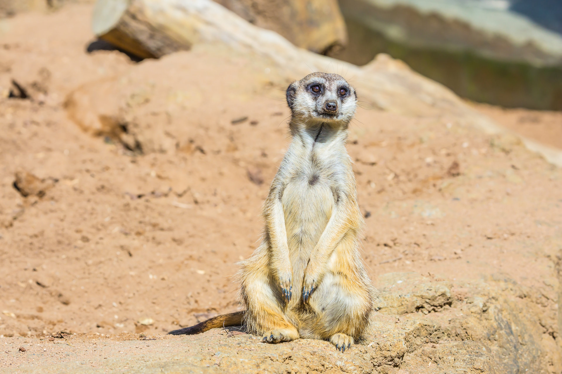 Meerkat antics. Just one of the things you can look forward to at Auckland Zoo. Photo / 123rf