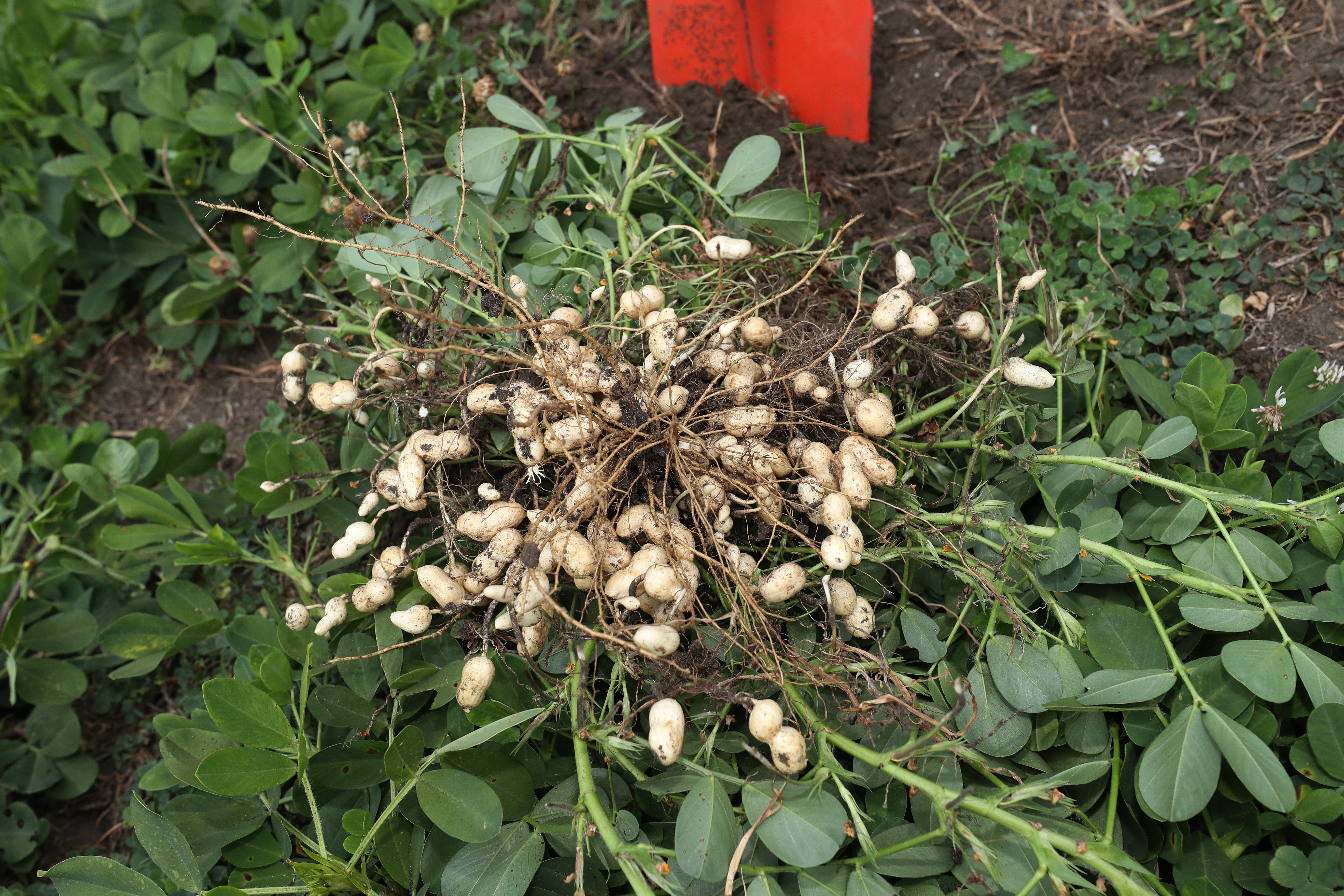 Hi Oleic peanuts were trialled at Pouto with around 222,000 plants per hectare on the irrigated side, while the non-irrigated side populated about 110,000 per hectare. Photo / Michael Cunningham