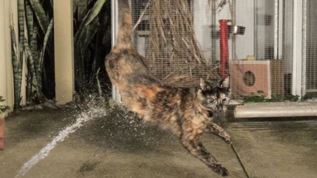 Automatic water shop spray cat deterrent