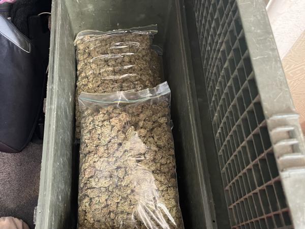 The police cannabis haul. Photo / NZ Police