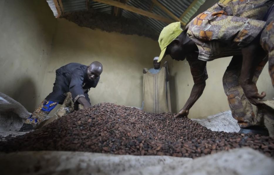 Forests have been depleted in key cocoa growing regions. Photo / AP